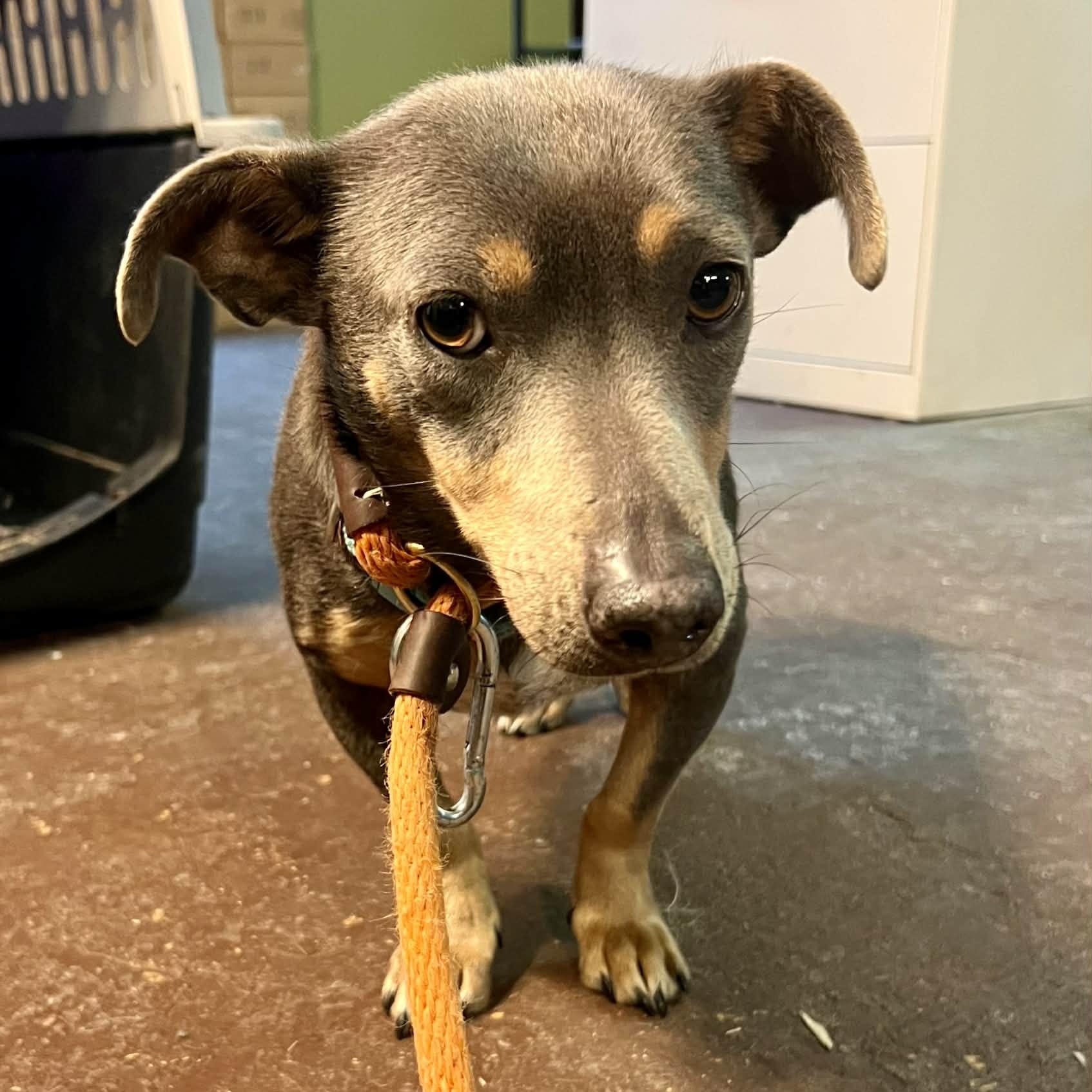 Kagome — thumbnail 4