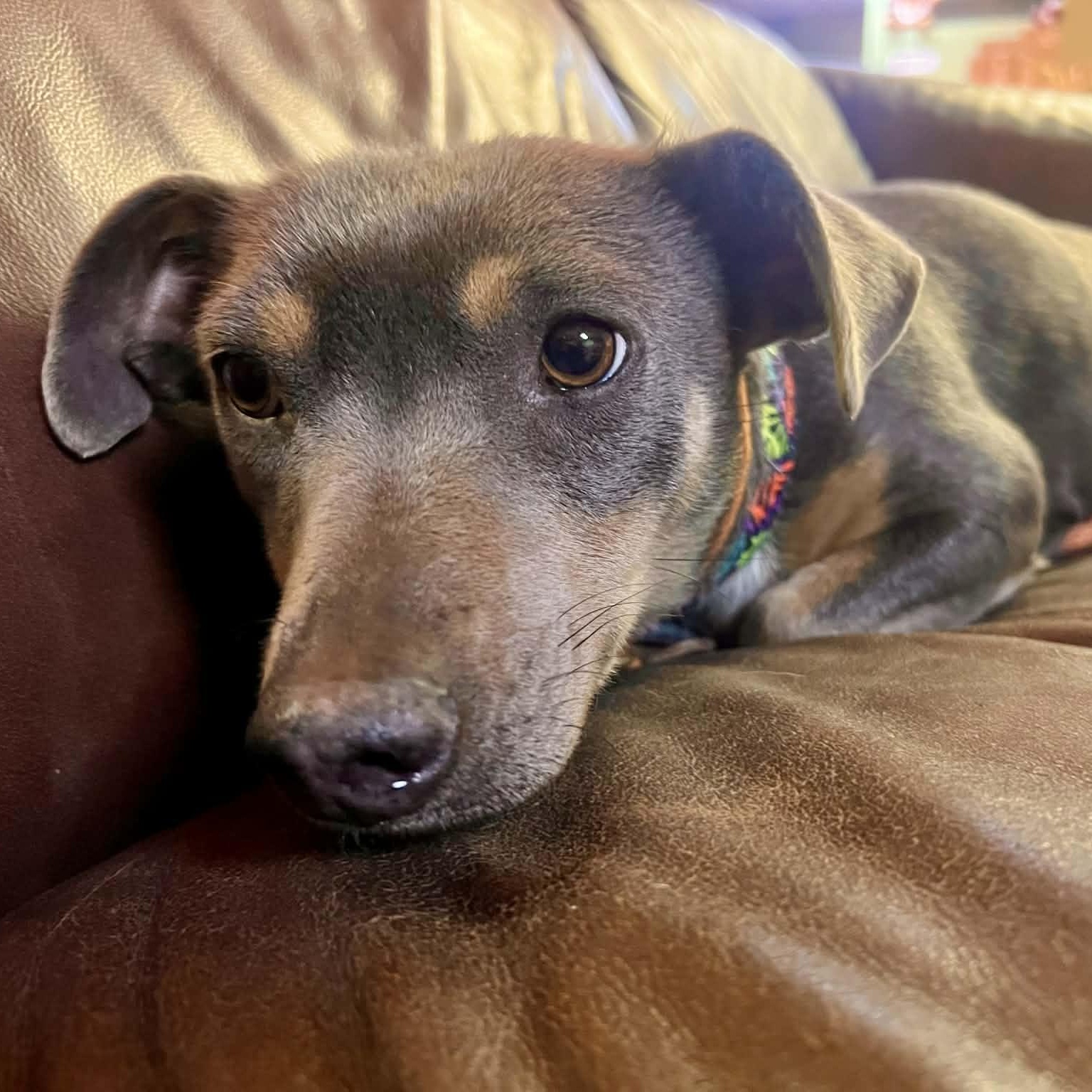 Kagome — thumbnail 5