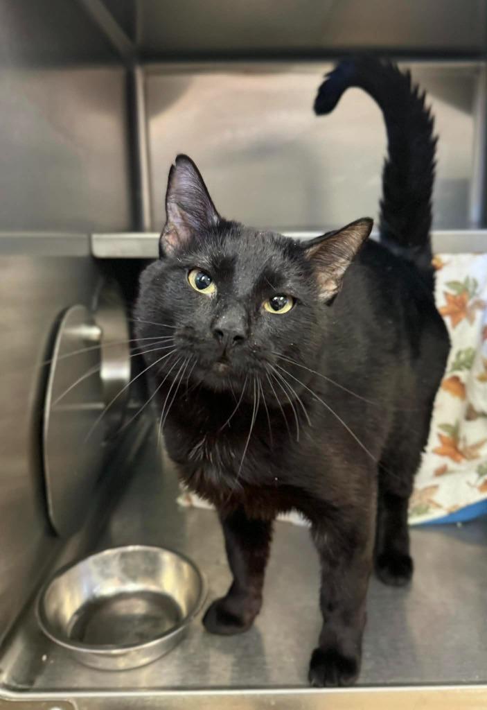 Enlarge Nick, a Adoptable mixed breed in Grand Forks, ND image 2/2