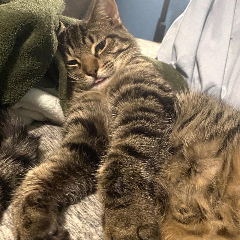 Andromeda Constellation