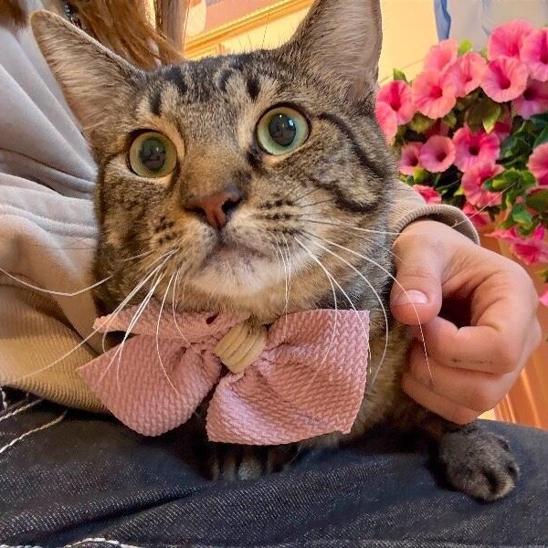 Andromeda Constellation — thumbnail 4