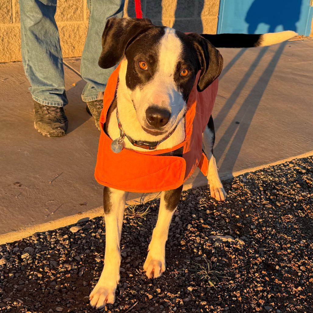 Milo, Adoptable, Young Male Border Collie & Mixed Breed.