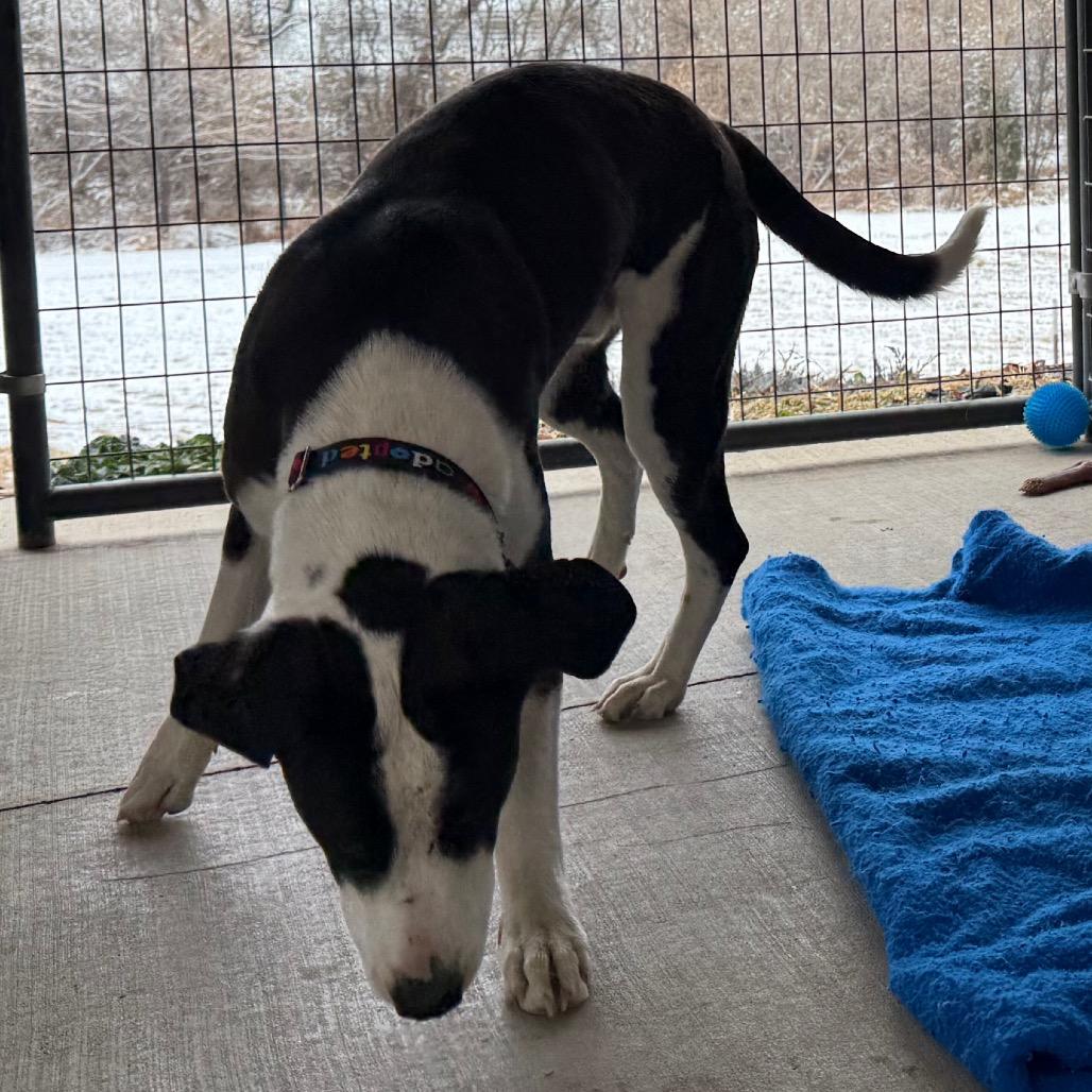 Milo, Adoptable, Young Male Border Collie & Mixed Breed.