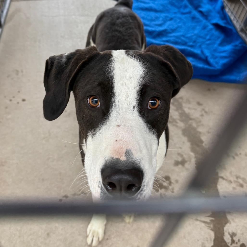 Enlarge Milo, a Adoptable mixed breed in Cedaredge, CO image 2/5