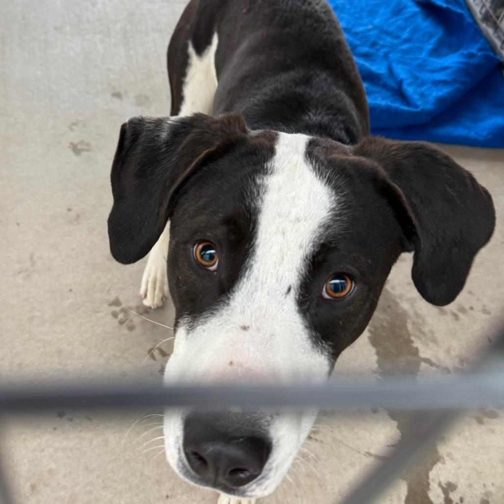 Enlarge Milo, a Adoptable mixed breed in Cedaredge, CO image 3/5