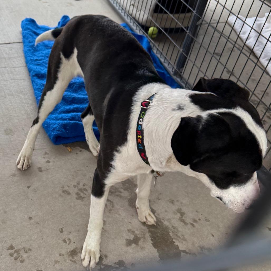 Enlarge Milo, a Adoptable mixed breed in Cedaredge, CO image 4/5