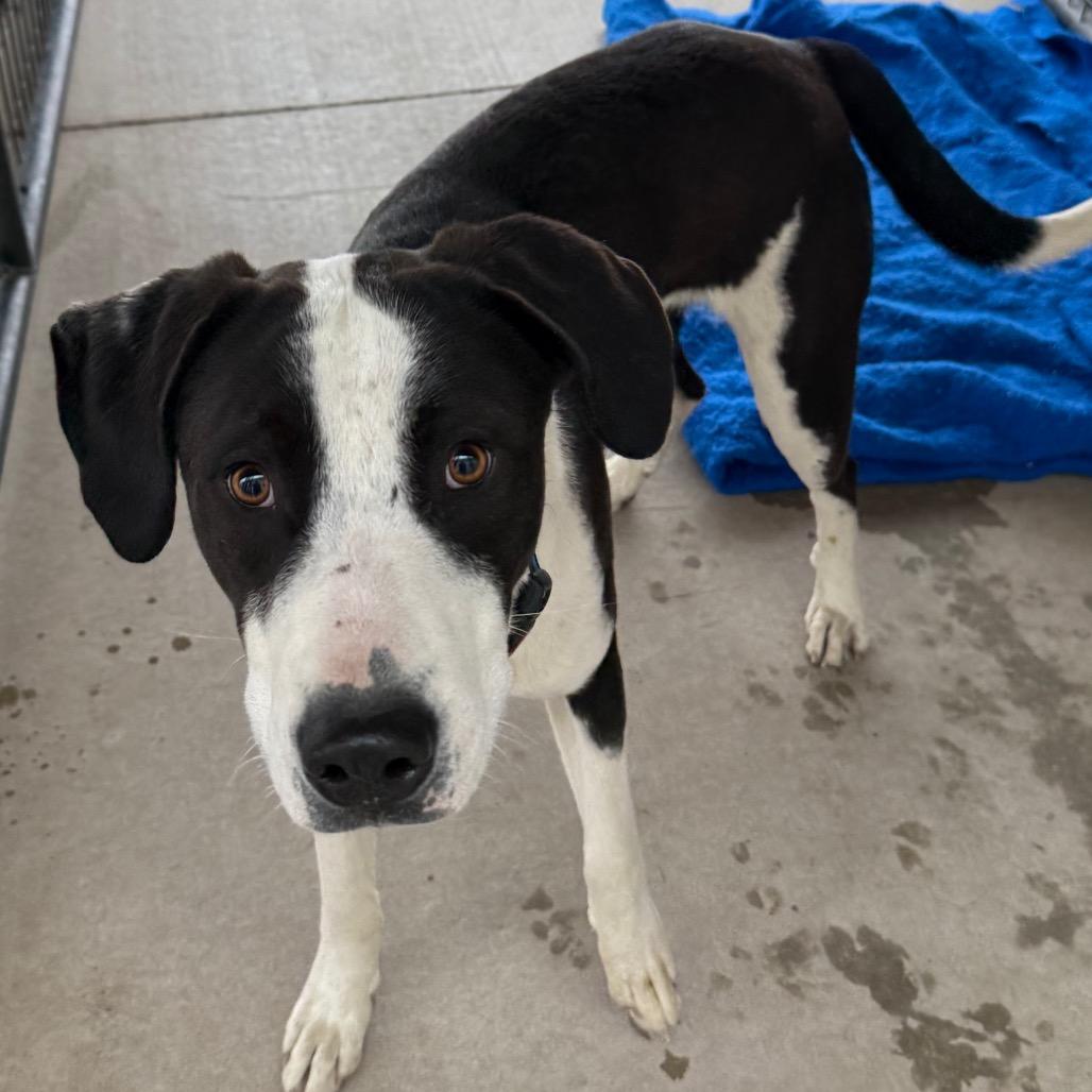 Enlarge Milo, a Adoptable mixed breed in Cedaredge, CO image 5/5