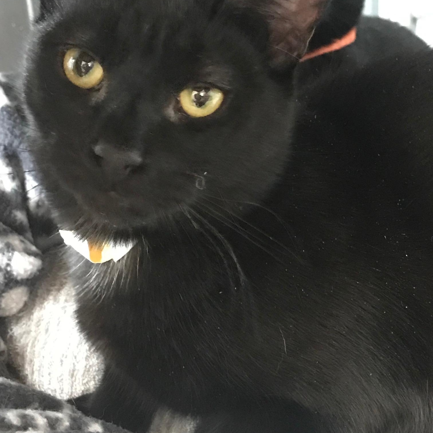 Emerson, Adoptable, Young Male Domestic Short Hair.