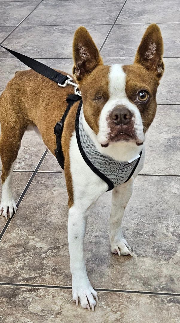 Enlarge KELLAN - Adopted!!, a Adoptable Boston Terrier in Spring, TX image 1/1