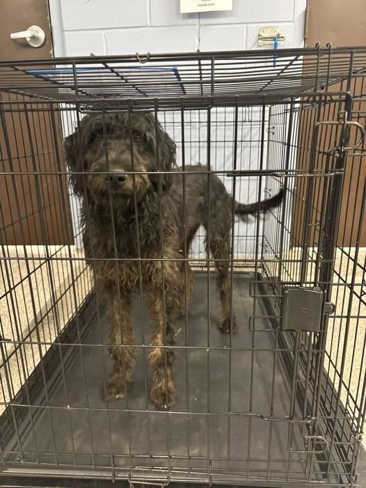Curly, Adoptable, Young Female Poodle.