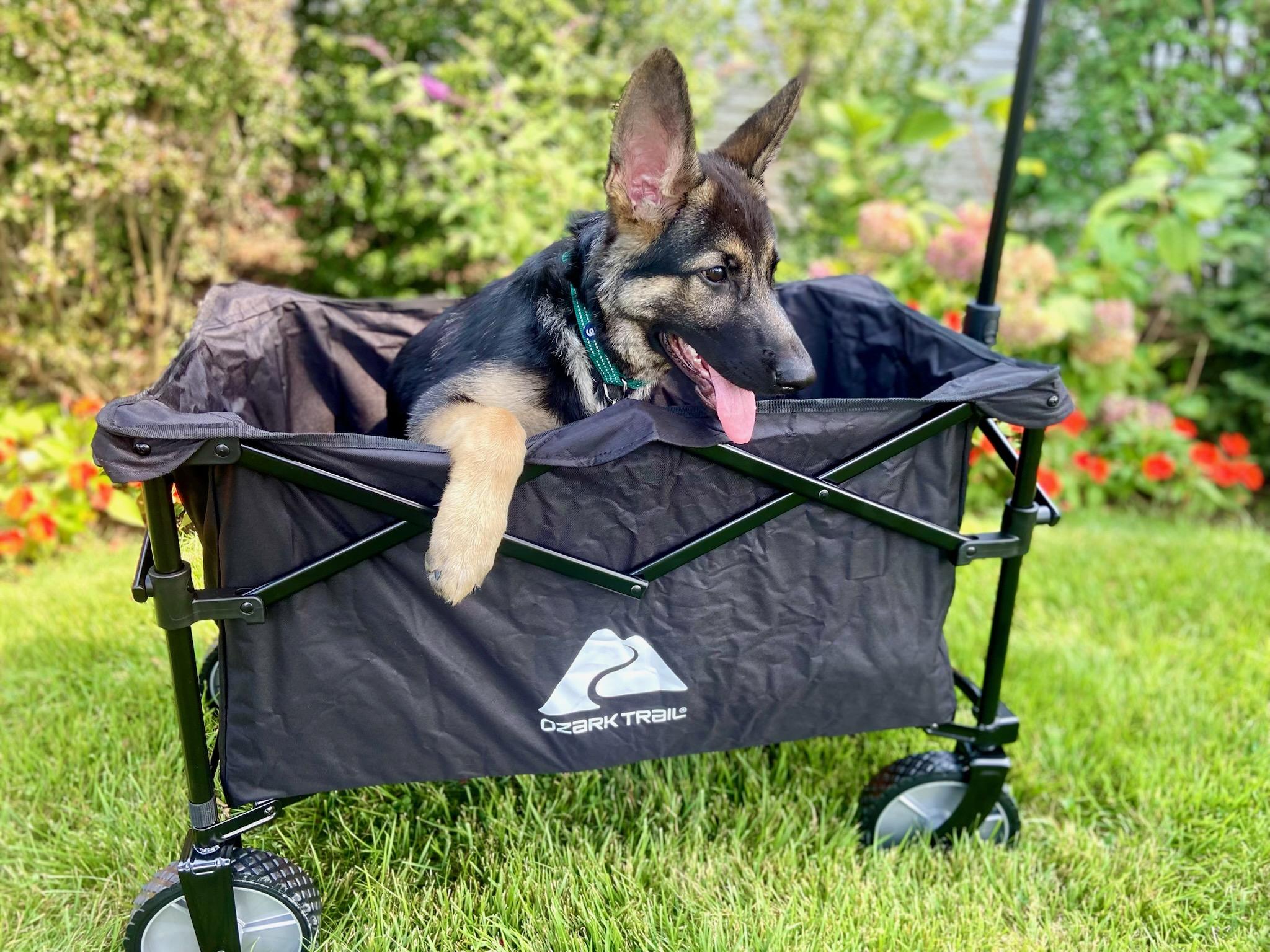 Enlarge Forrest, a Adoptable German Shepherd Dog in Edison, NJ image 3/4