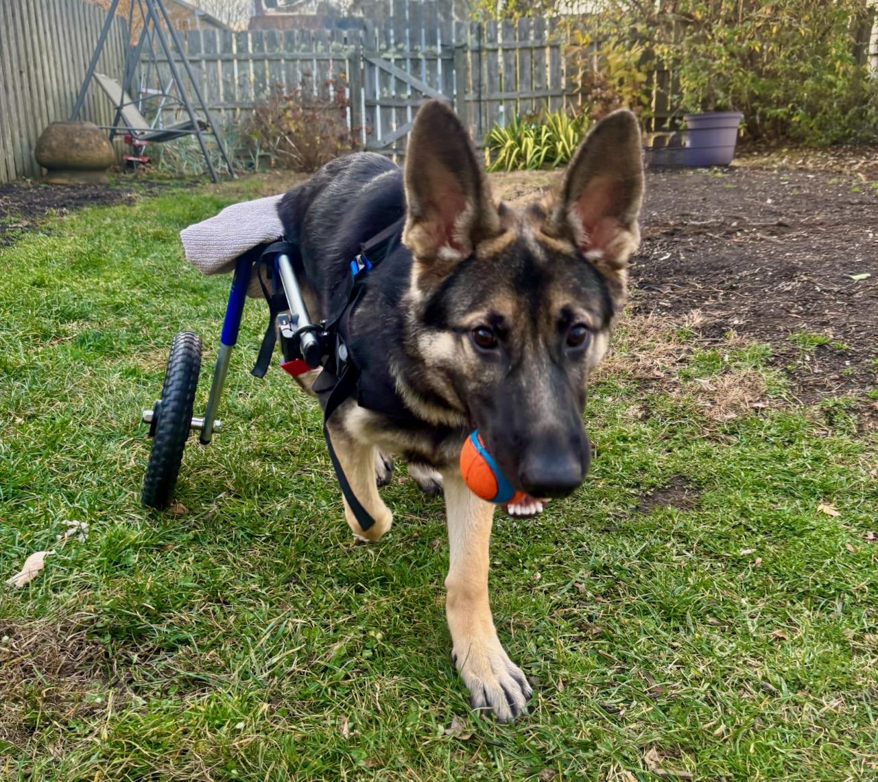 Enlarge Forrest, a Adoptable German Shepherd Dog in Edison, NJ image 4/4