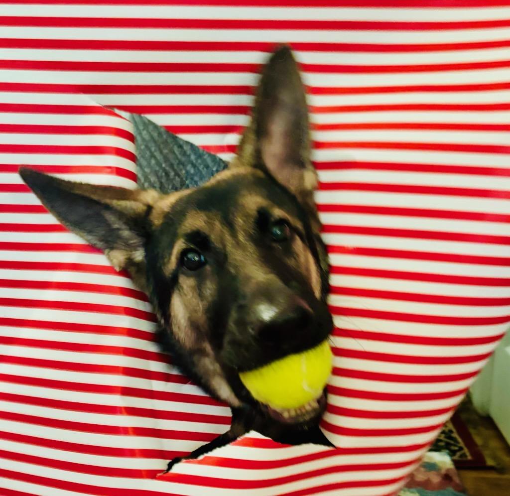 Forrest, Adoptable, Puppy Male German Shepherd Dog.