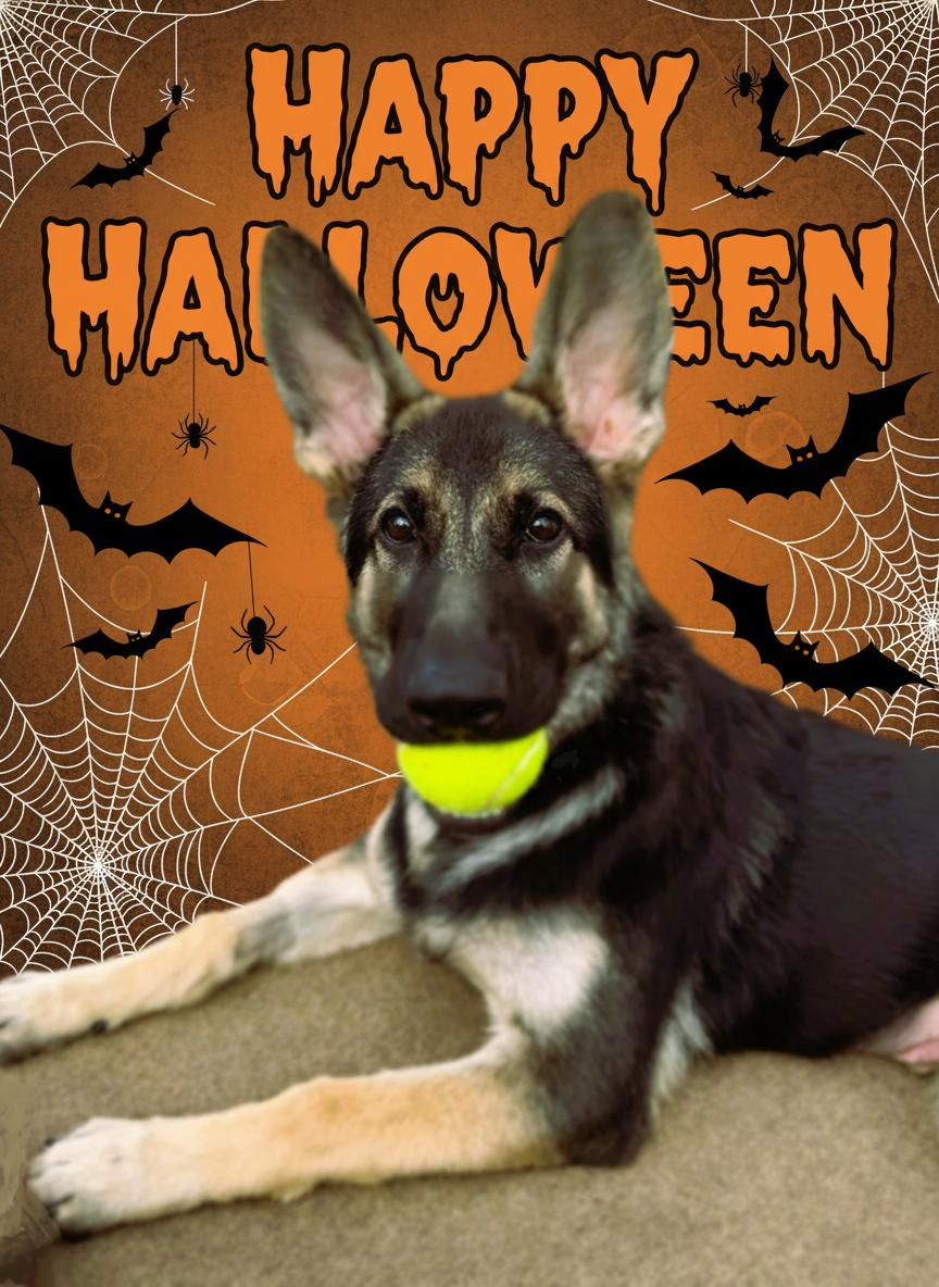 Enlarge Forrest, a Adoptable German Shepherd Dog in Edison, NJ image 2/4