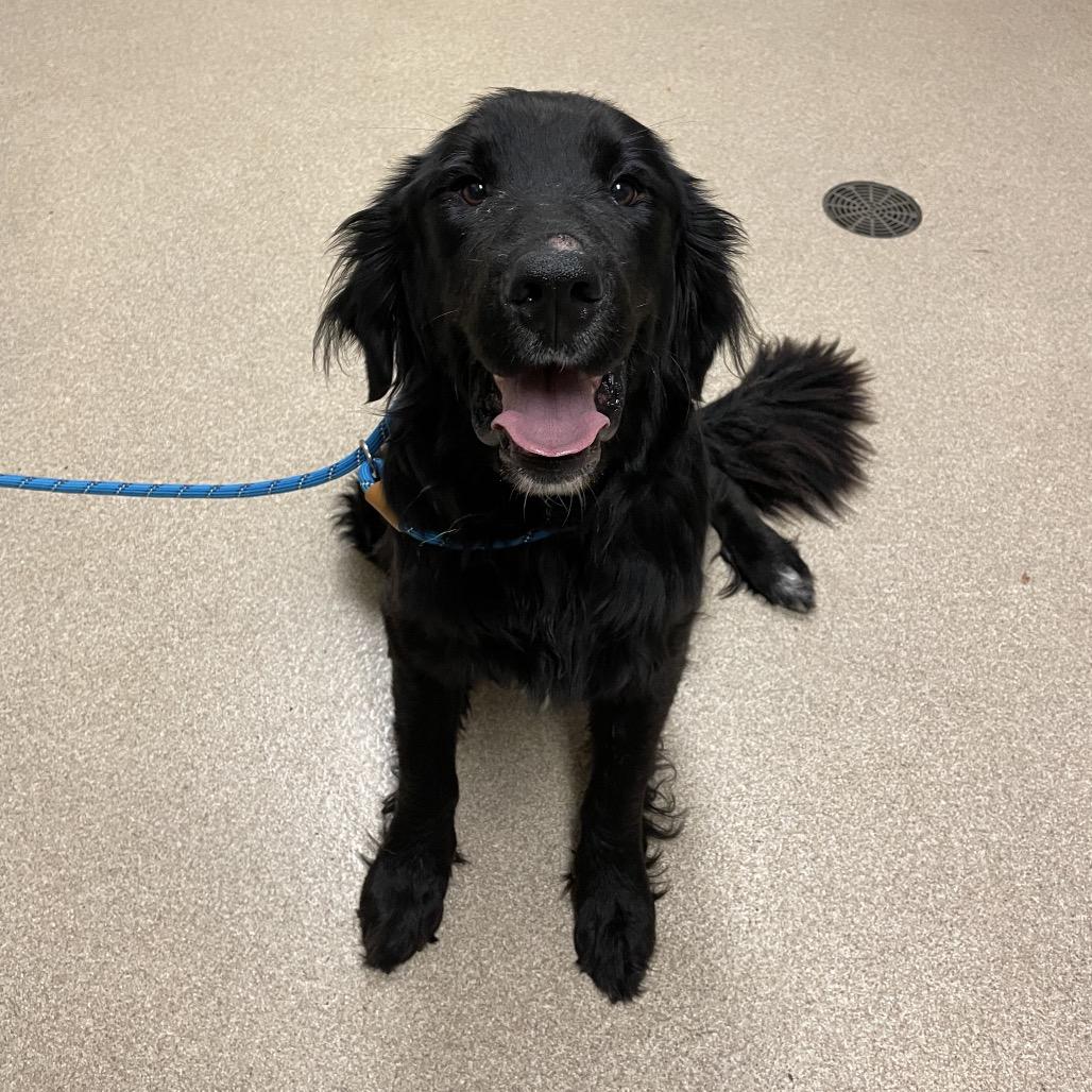 Leif, Adoptable, Young Male Newfoundland Dog & Mixed Breed.