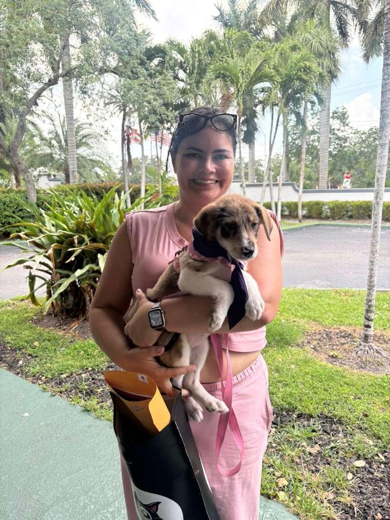 ARTEMIS, Adopted, Puppy Female Collie.