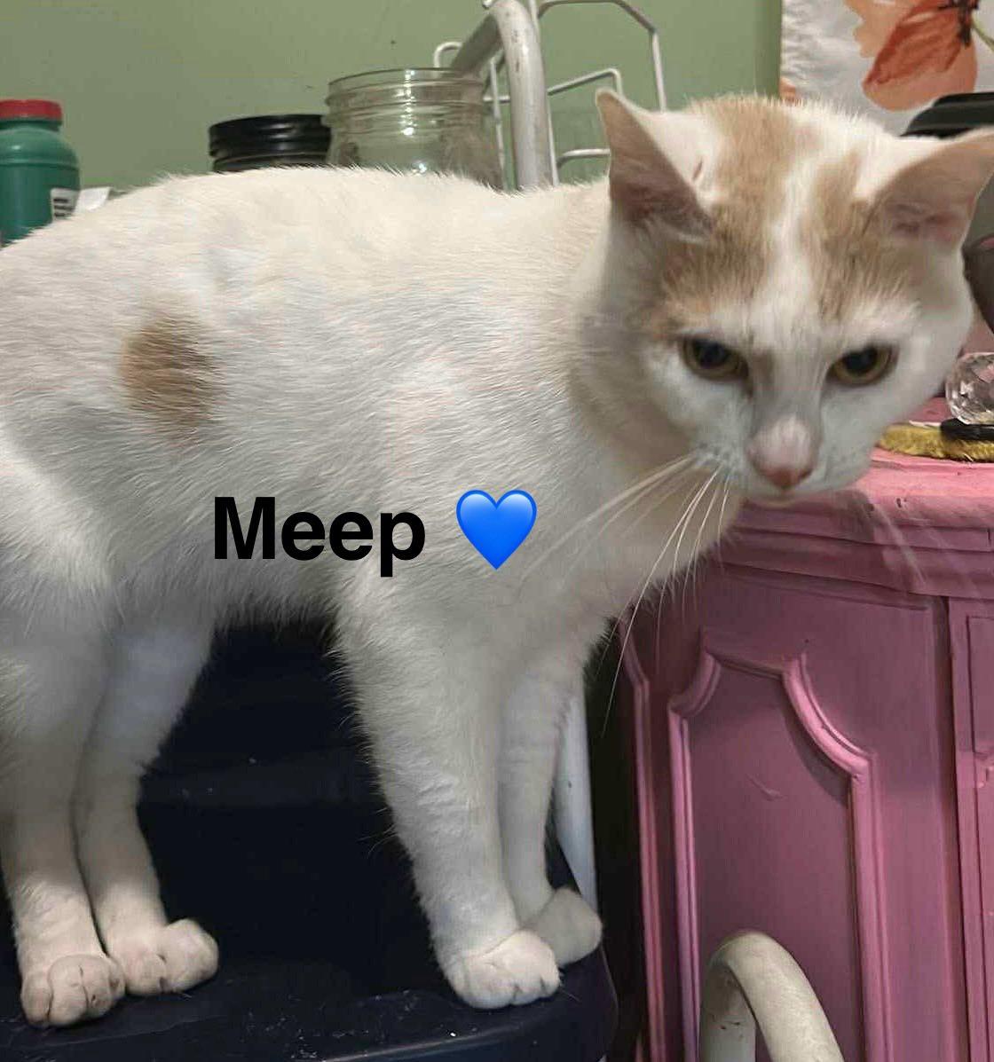 Enlarge Meep, a Adoptable Domestic Short Hair in Beckley, WV image 2/3