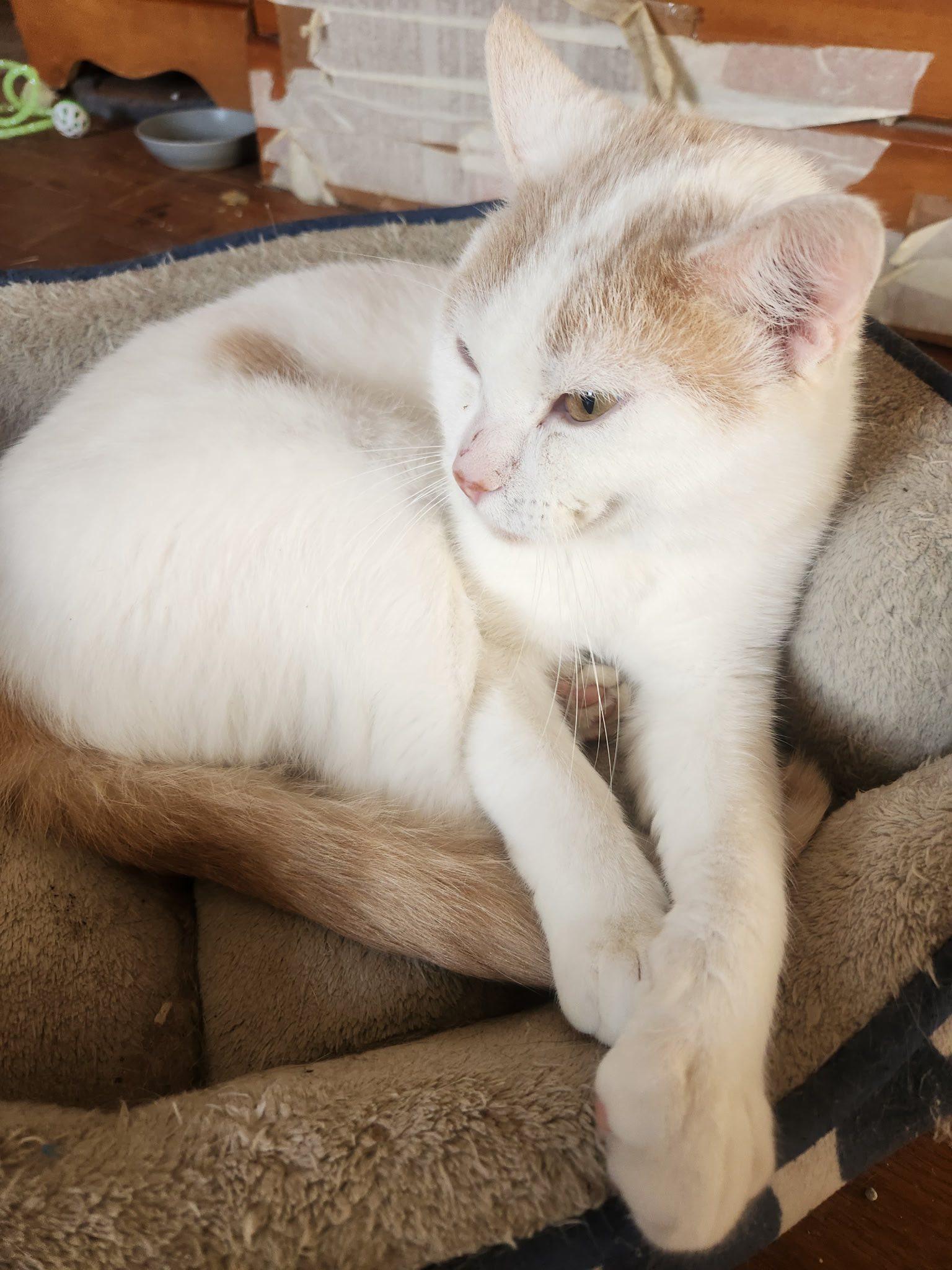 Enlarge Meep, a Adoptable Domestic Short Hair in Beckley, WV image 3/3