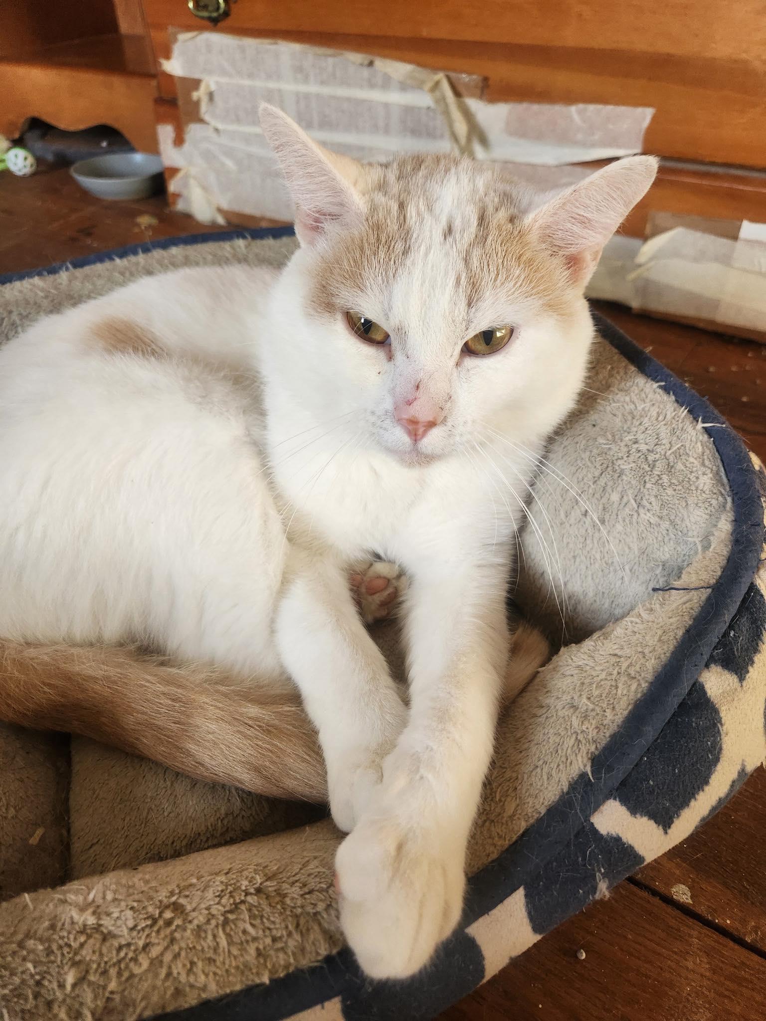 Enlarge Meep, a Adoptable Domestic Short Hair in Beckley, WV image 1/3