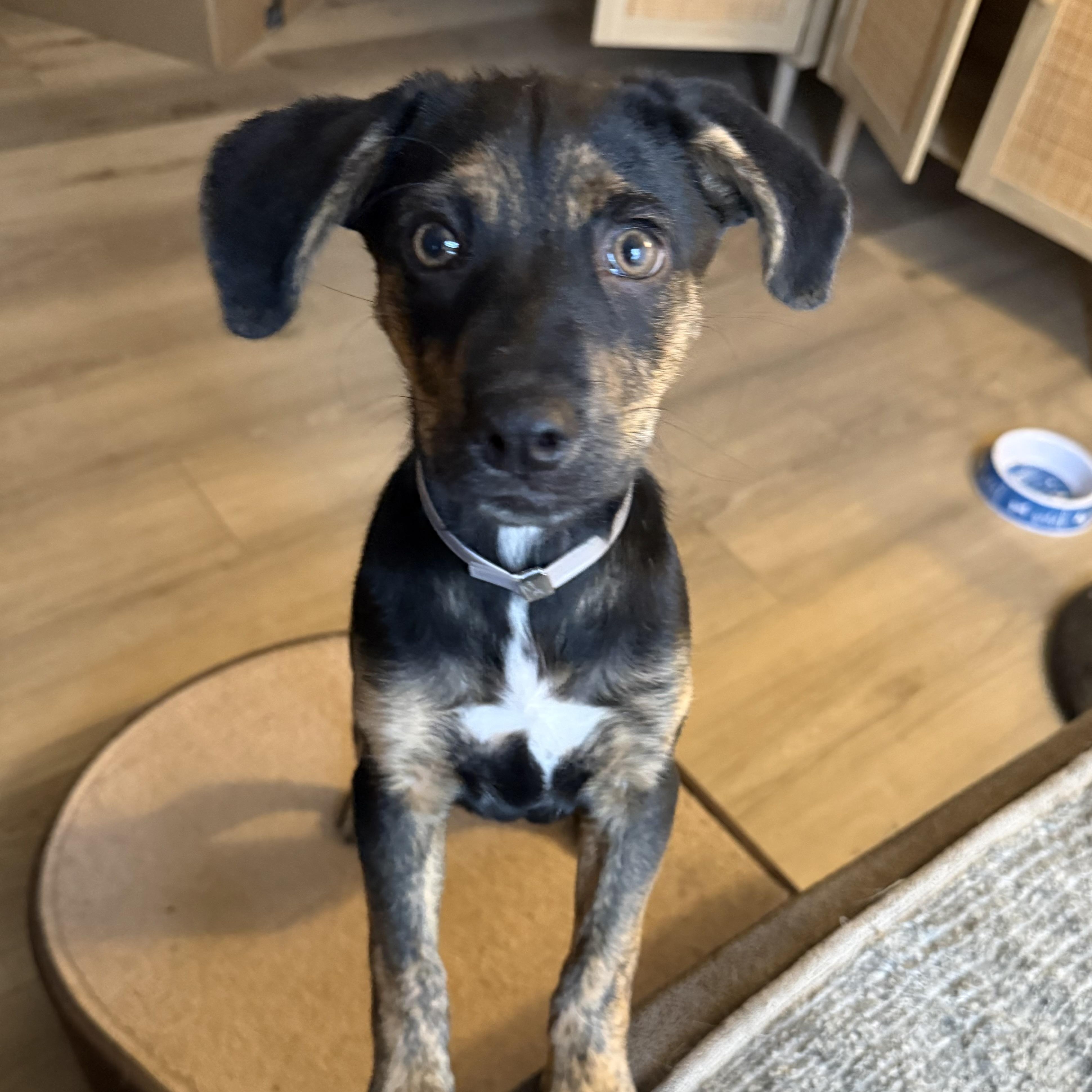 Enlarge Poppy, a Adoptable mixed breed in DeWitt, IA image 3/6