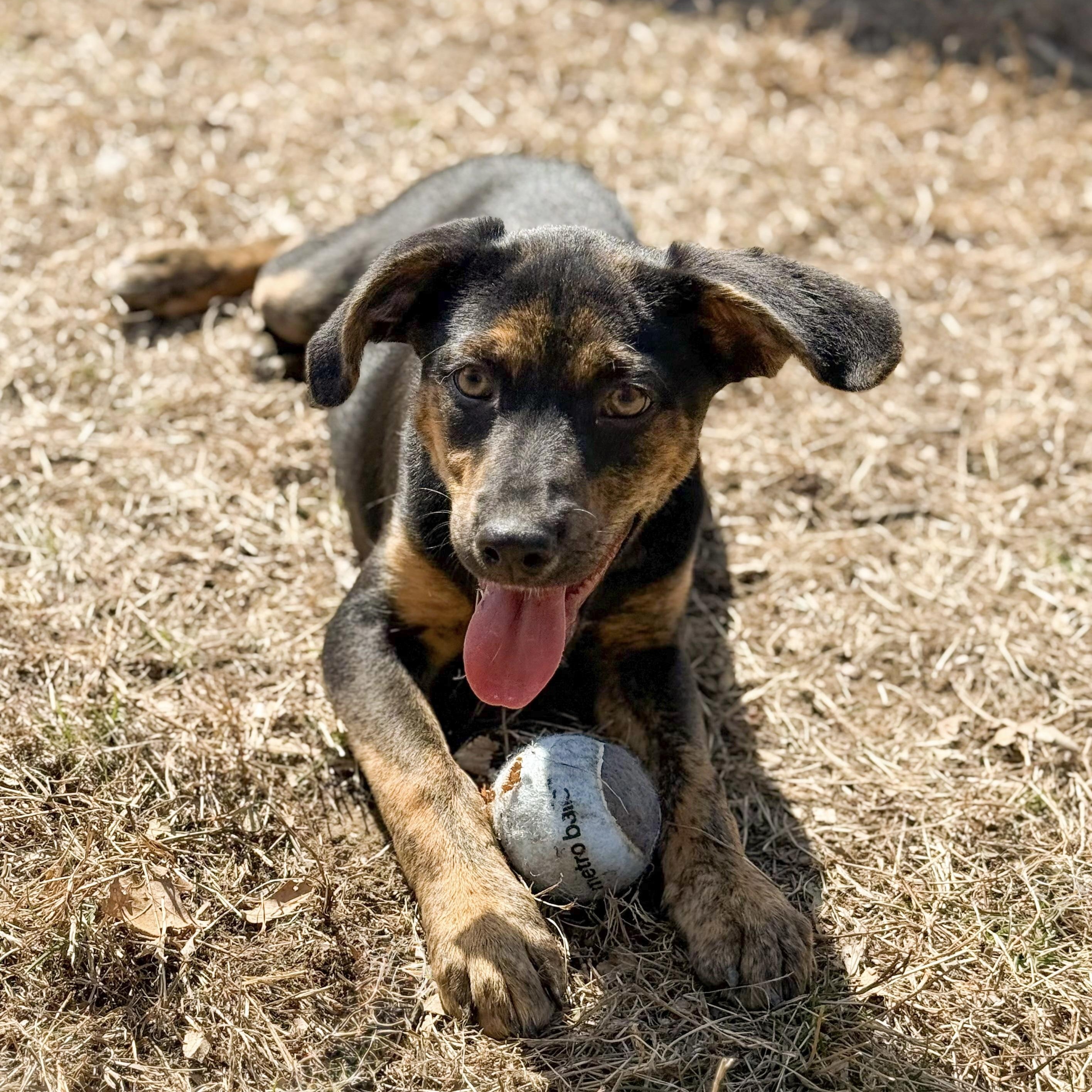Enlarge Poppy, an adopted mixed breed in DeWitt, IA image 4/6