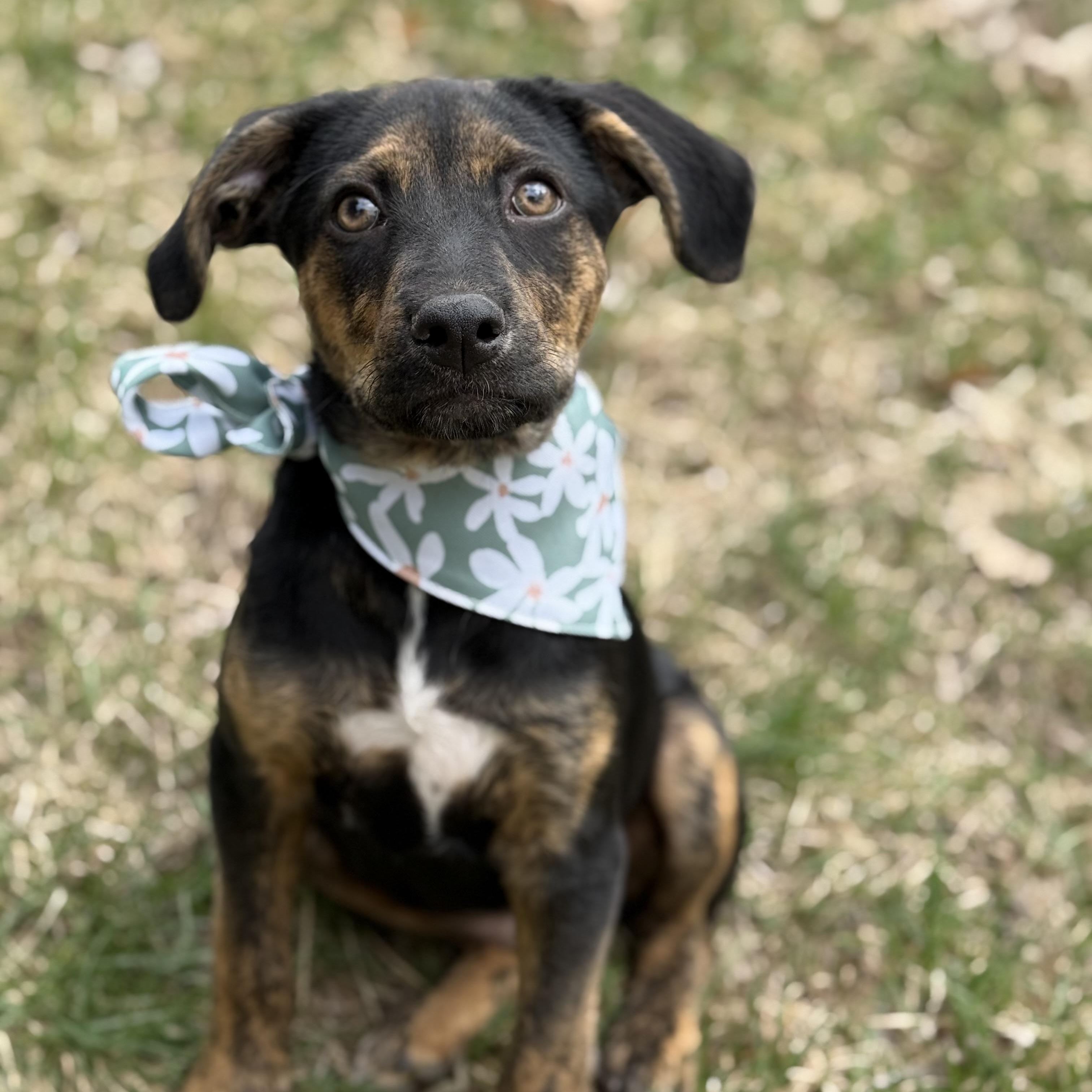 Enlarge Poppy, an adopted mixed breed in DeWitt, IA image 2/6