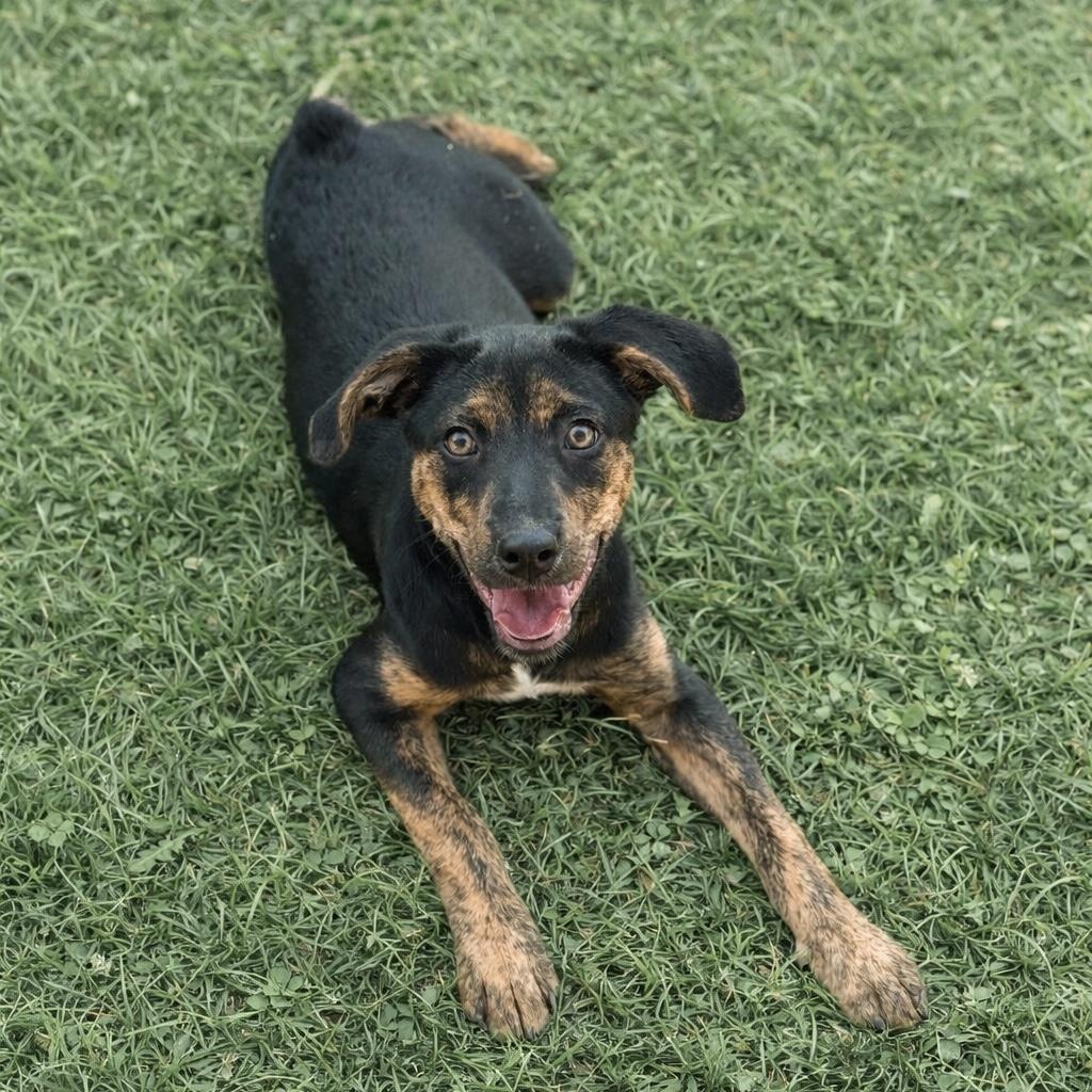 Enlarge Poppy, an adopted mixed breed in DeWitt, IA image 3/6
