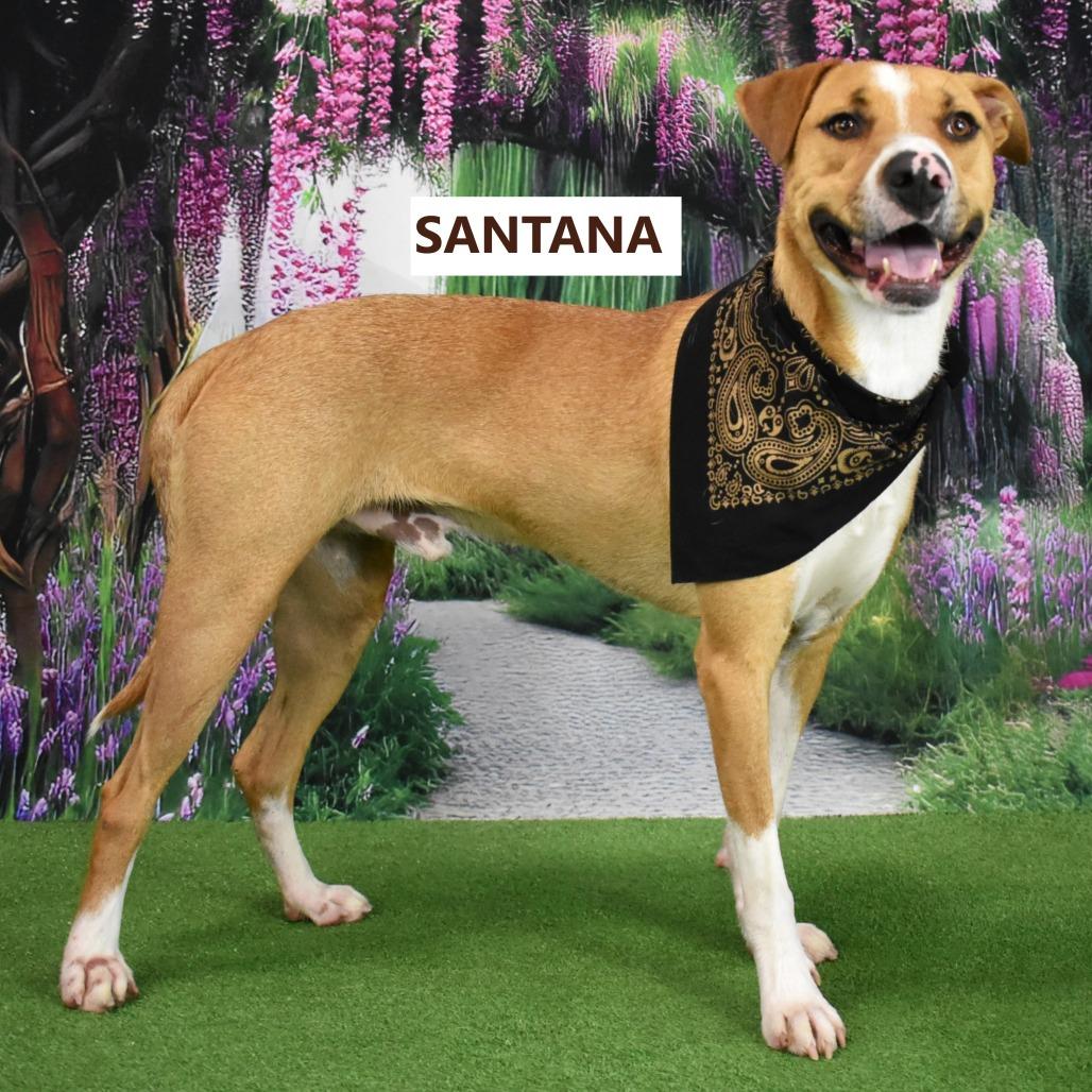 Enlarge Santana, a Adoptable mixed breed in Yuma, AZ image 1/6