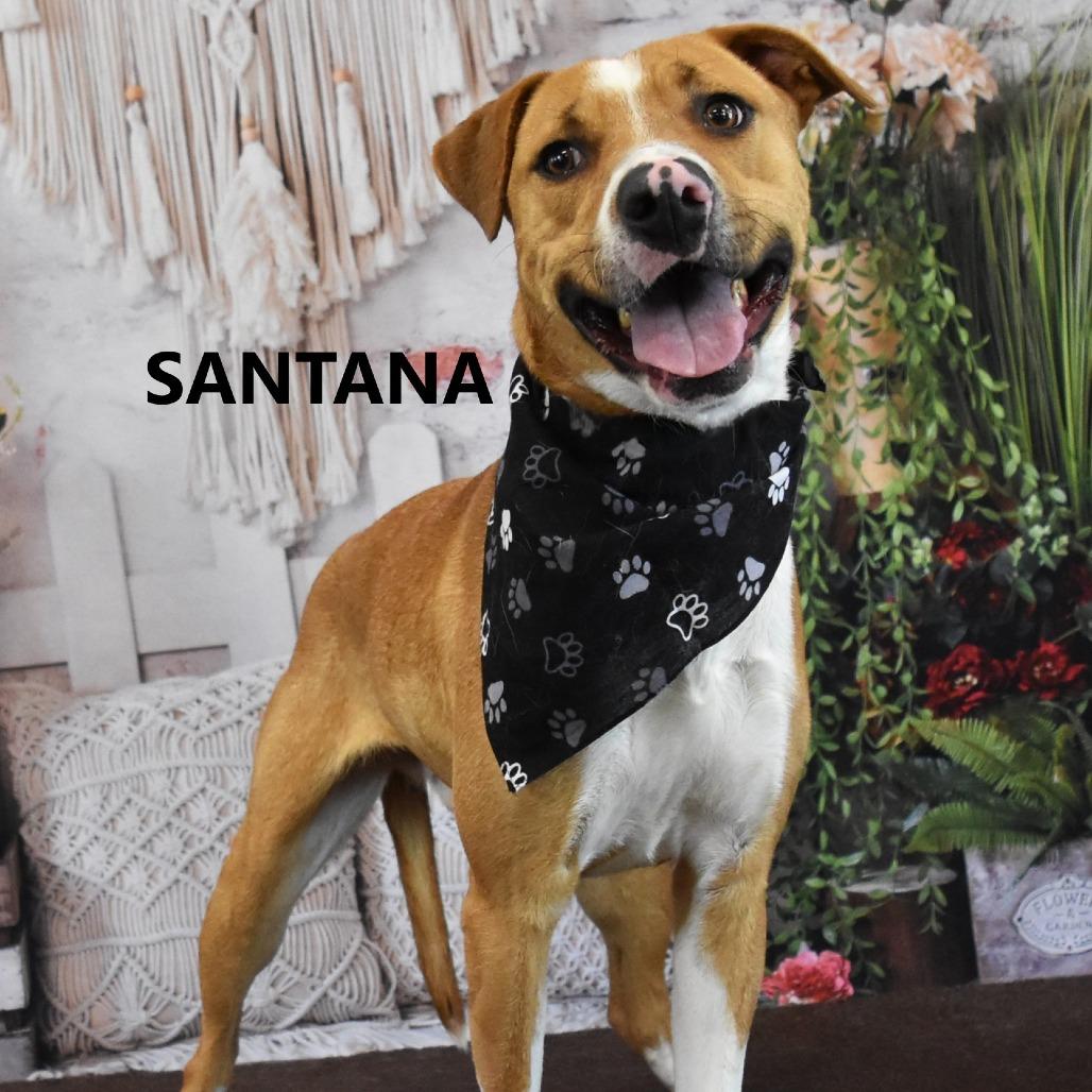Santana, a Adoptable mixed breed in Yuma, AZ image 1/2