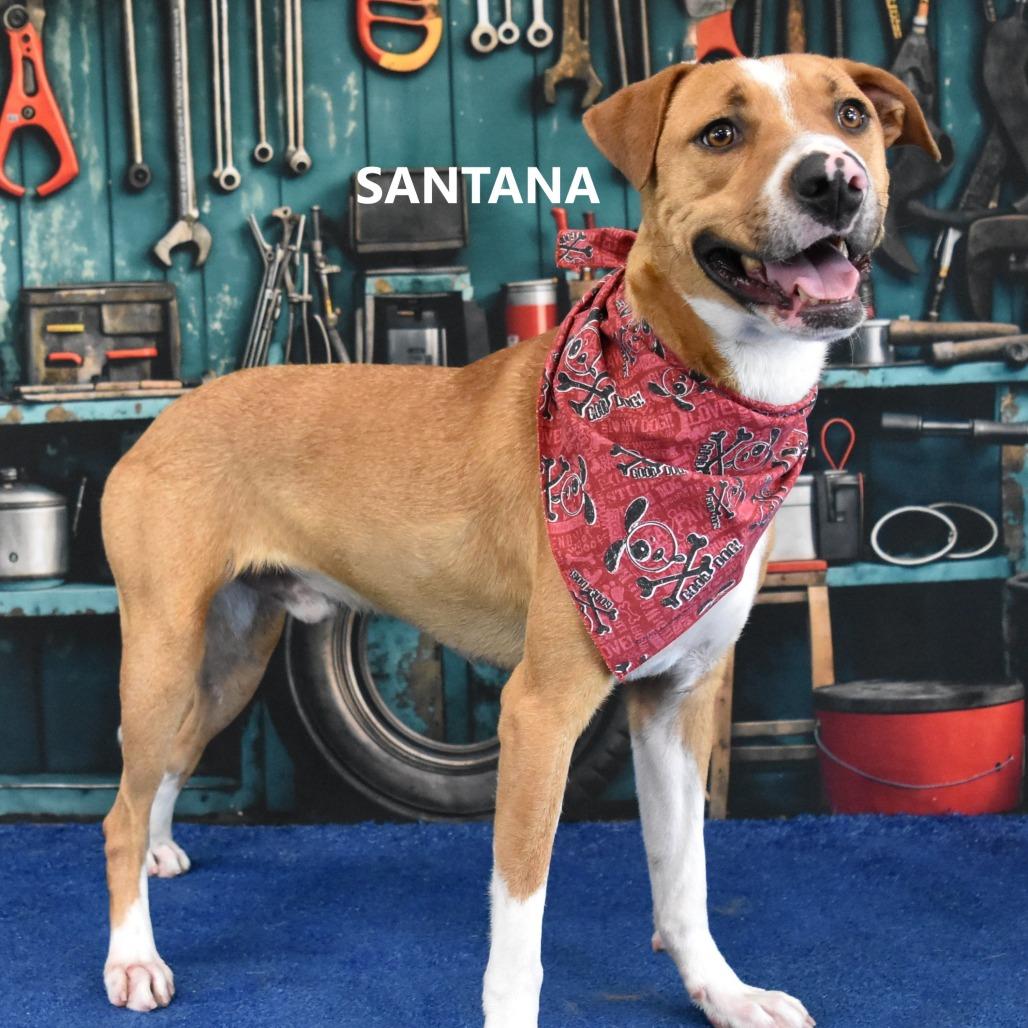 Enlarge Santana, a Adoptable mixed breed in Yuma, AZ image 2/5