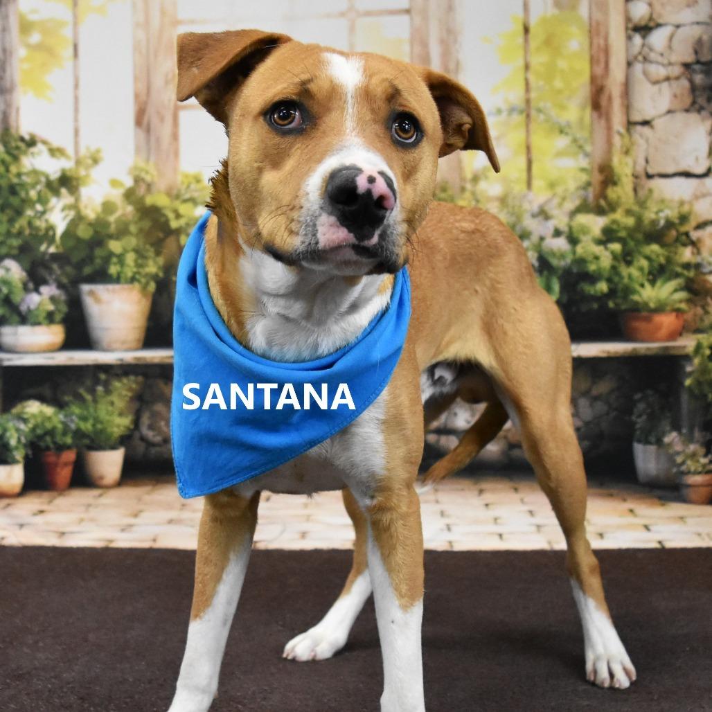 Santana, a Adoptable mixed breed in Yuma, AZ image 2/2