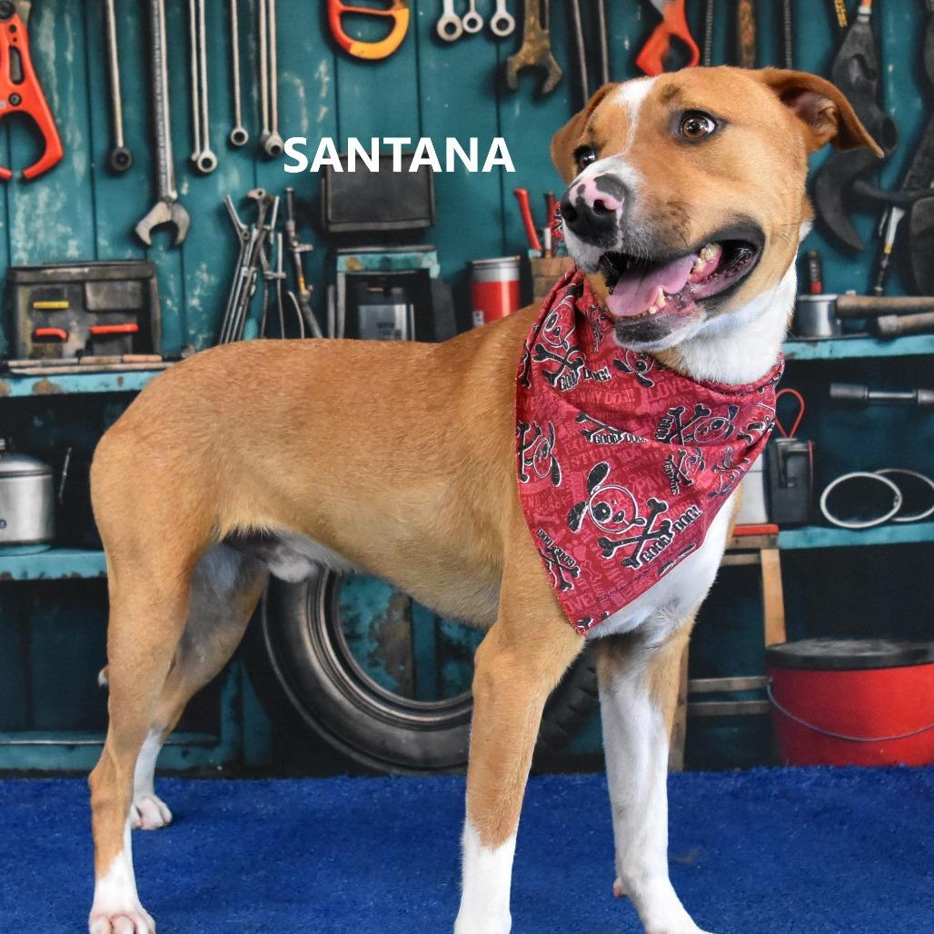Enlarge Santana, a Adoptable mixed breed in Yuma, AZ image 4/5
