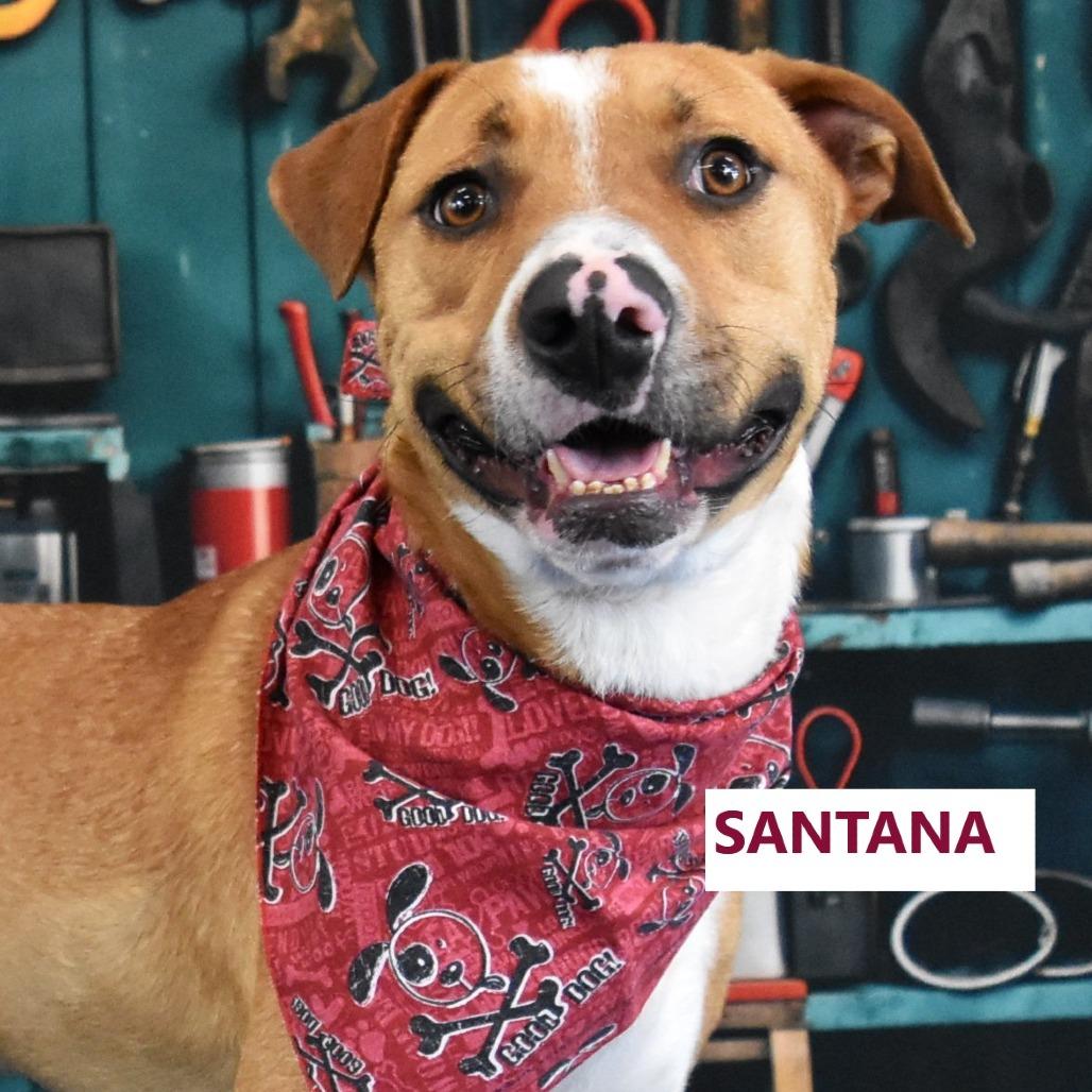 Enlarge Santana, a Adoptable mixed breed in Yuma, AZ image 5/5