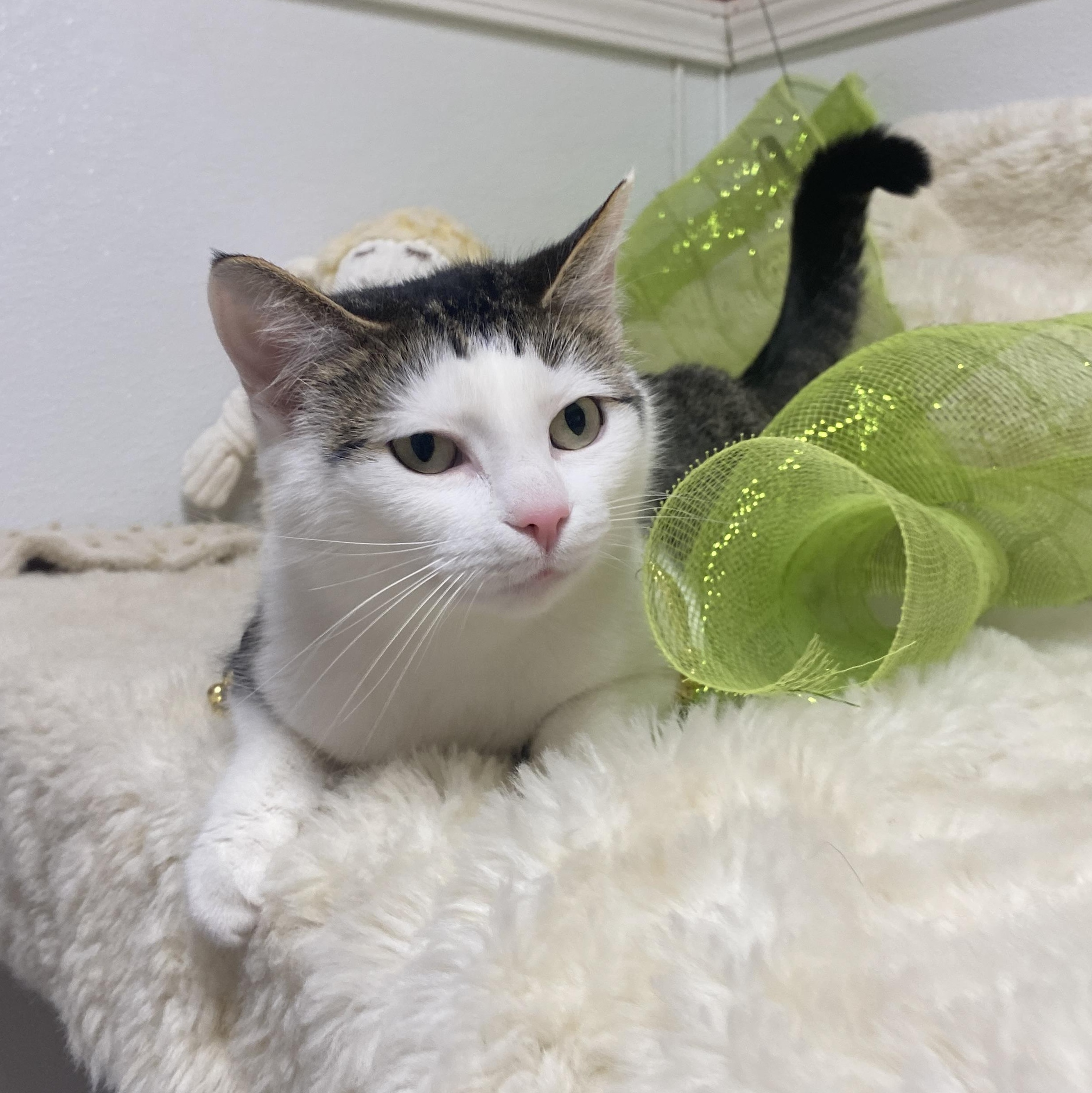 Enlarge Thumbelina, an adoptable Domestic Short Hair in Elyria, OH image 5/6
