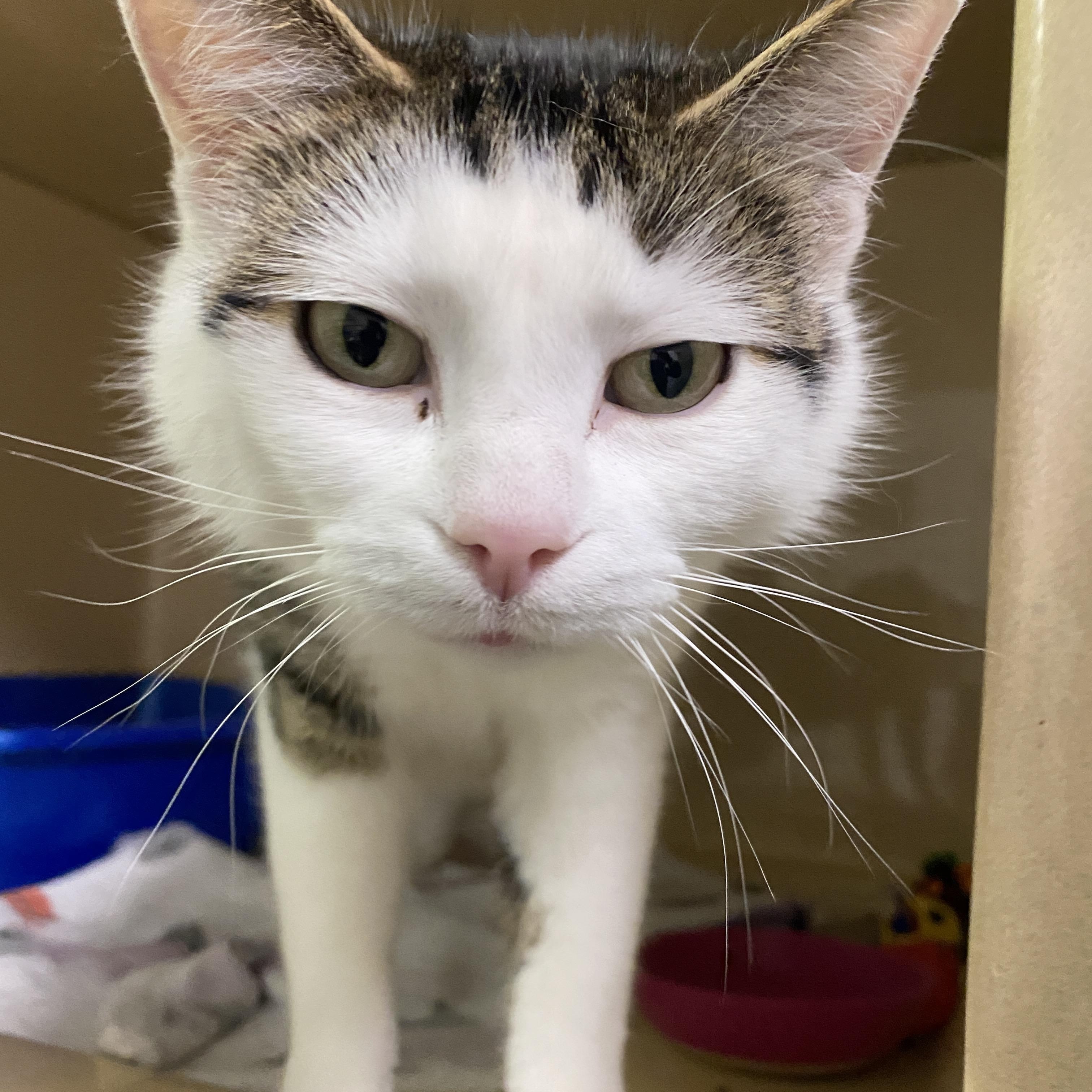 Enlarge Thumbelina, an adoptable Domestic Short Hair in Elyria, OH image 3/6