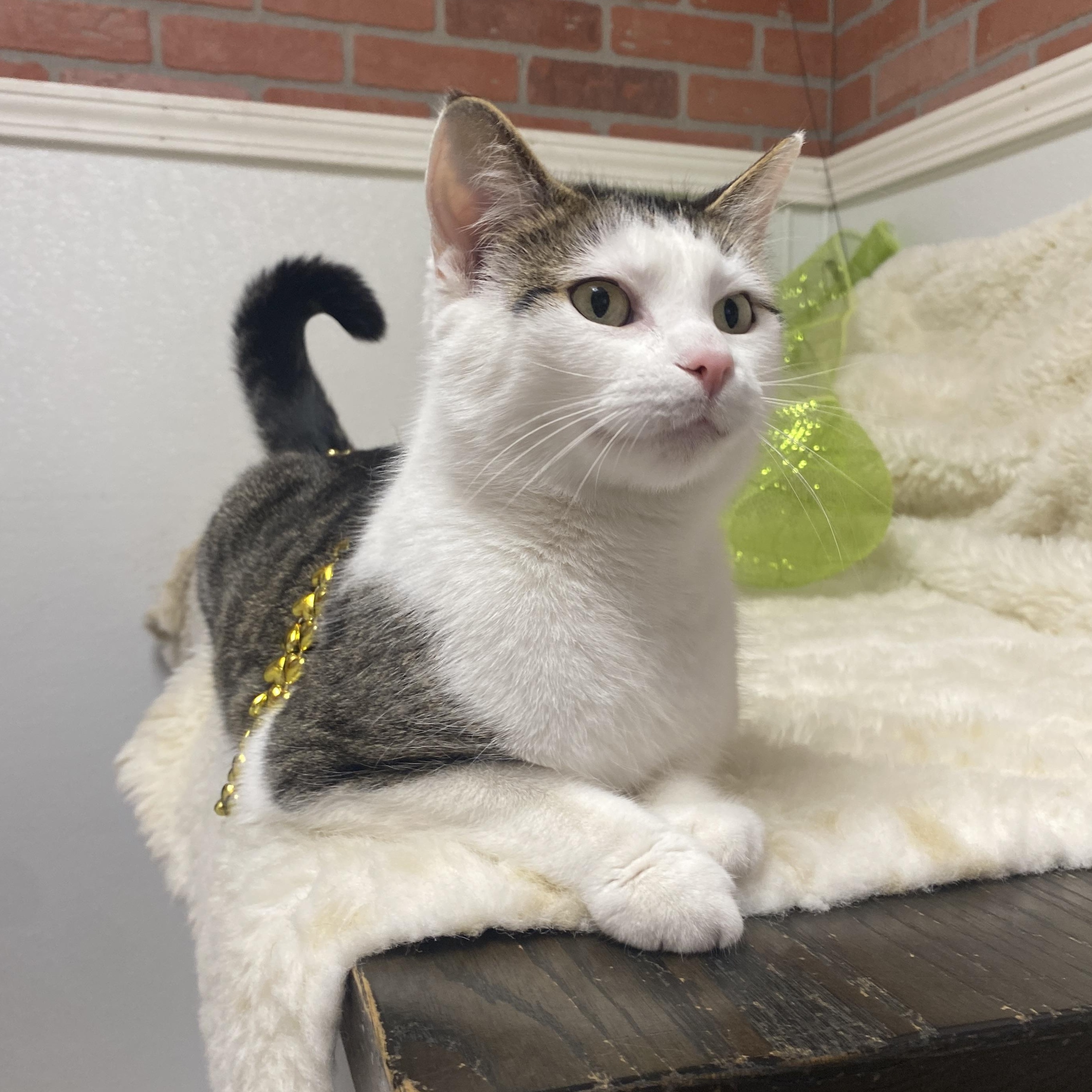 Enlarge Thumbelina, an adoptable Domestic Short Hair in Elyria, OH image 1/6