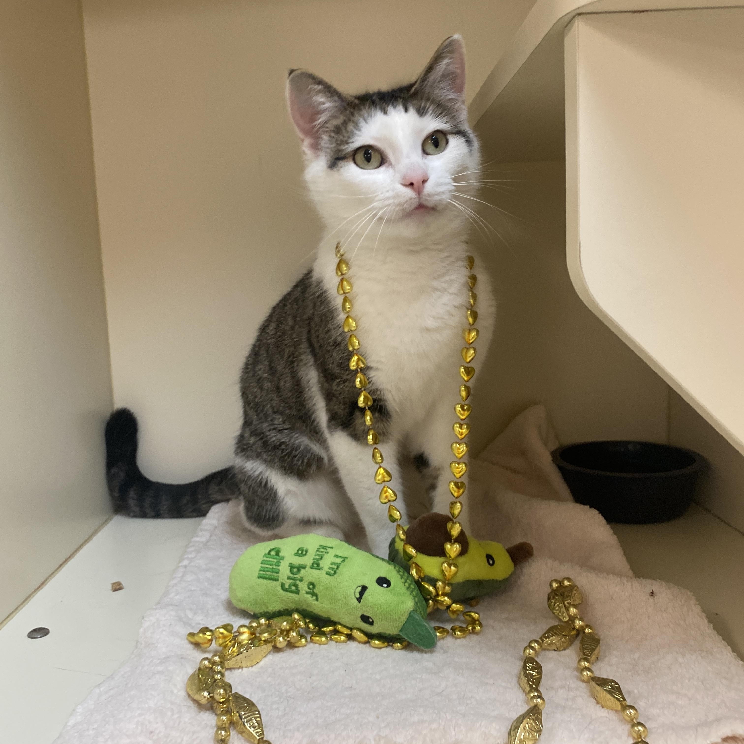 Enlarge Thumbelina, an adoptable Domestic Short Hair in Elyria, OH image 6/6