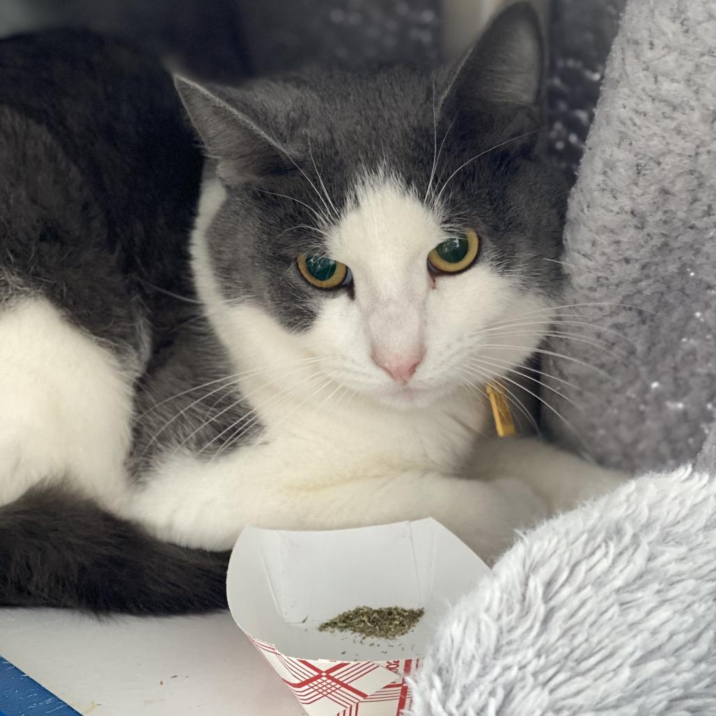 Enlarge Ferris-$50, a Adoptable Domestic Short Hair in Springfield, MA image 1/3