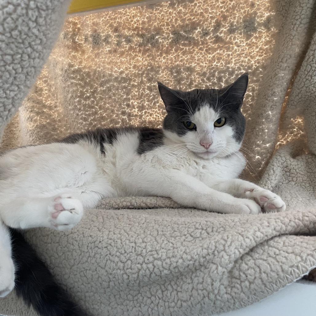 Enlarge Ferris-$50, a Adoptable Domestic Short Hair in Springfield, MA image 2/3