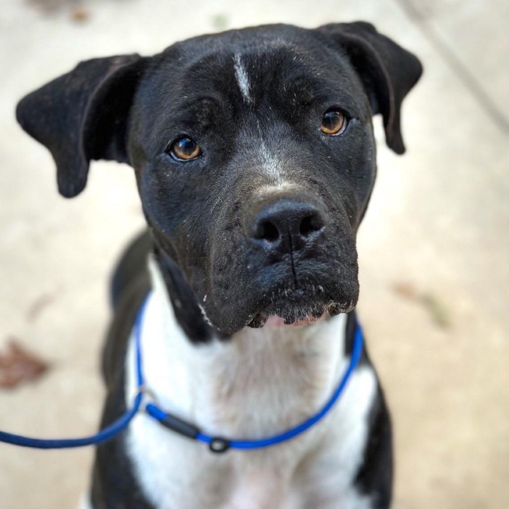 Enlarge Bruno Mars, a Adoptable mixed breed in Wadena, MN image 5/6