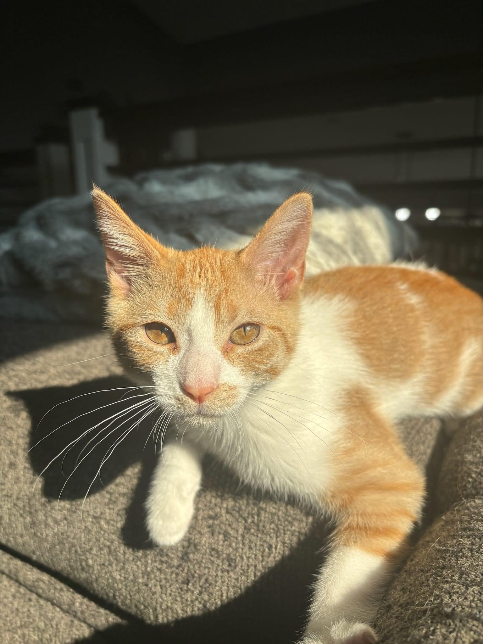 Mishka and Daisy, Adopted, Young Female Domestic Short Hair & Domestic Medium Hair.