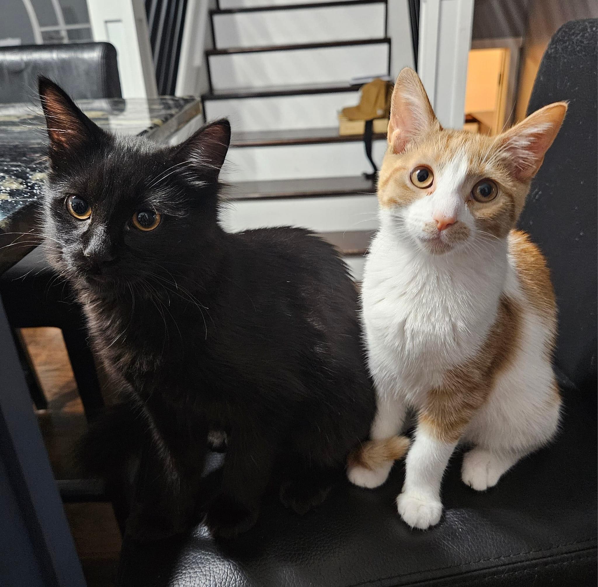 Enlarge Mishka and Daisy, a Adopted mixed breed in Saint Francis, MN image 2/3