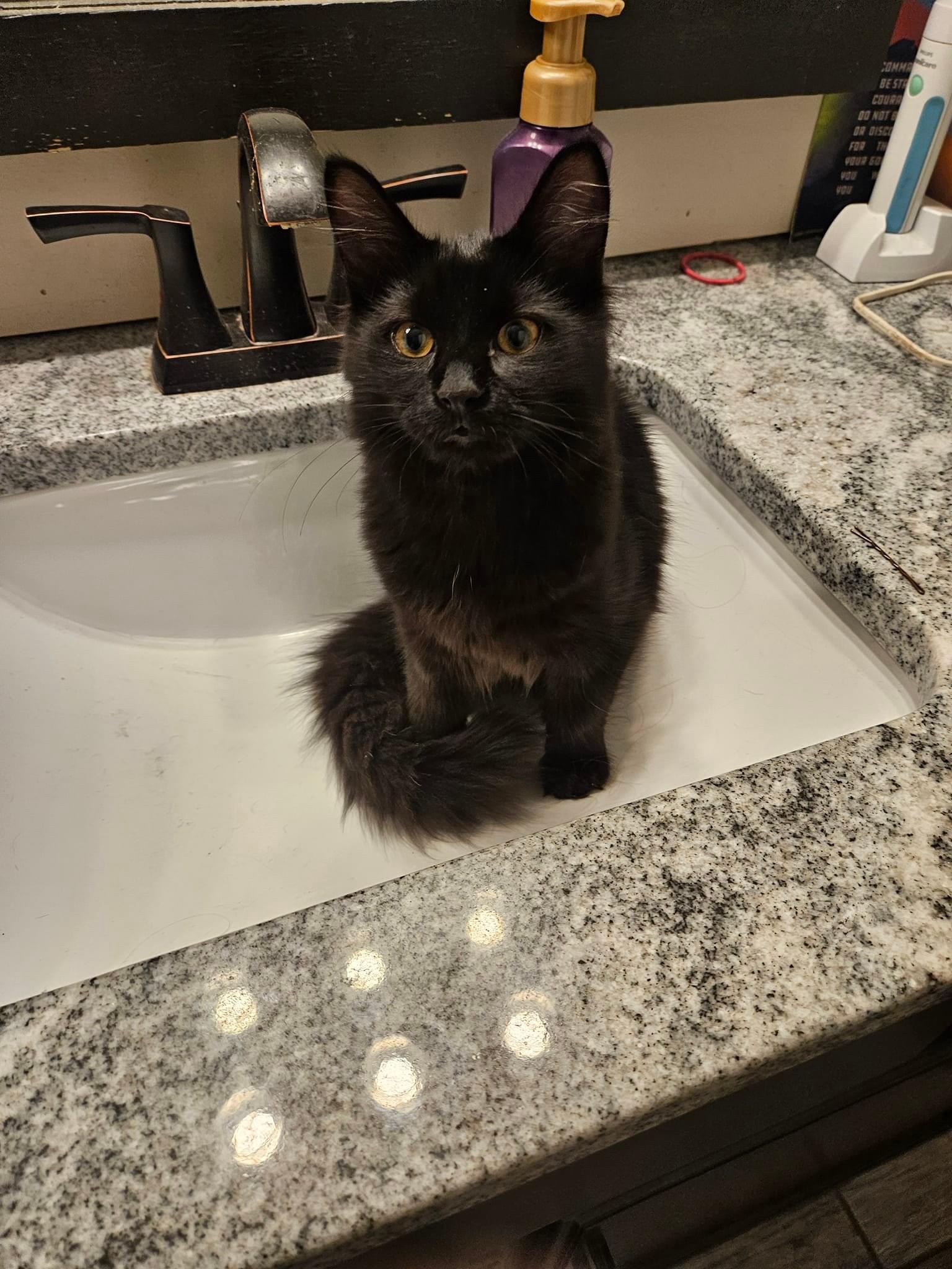 Enlarge Mishka and Daisy, a Adopted mixed breed in Saint Francis, MN image 3/3