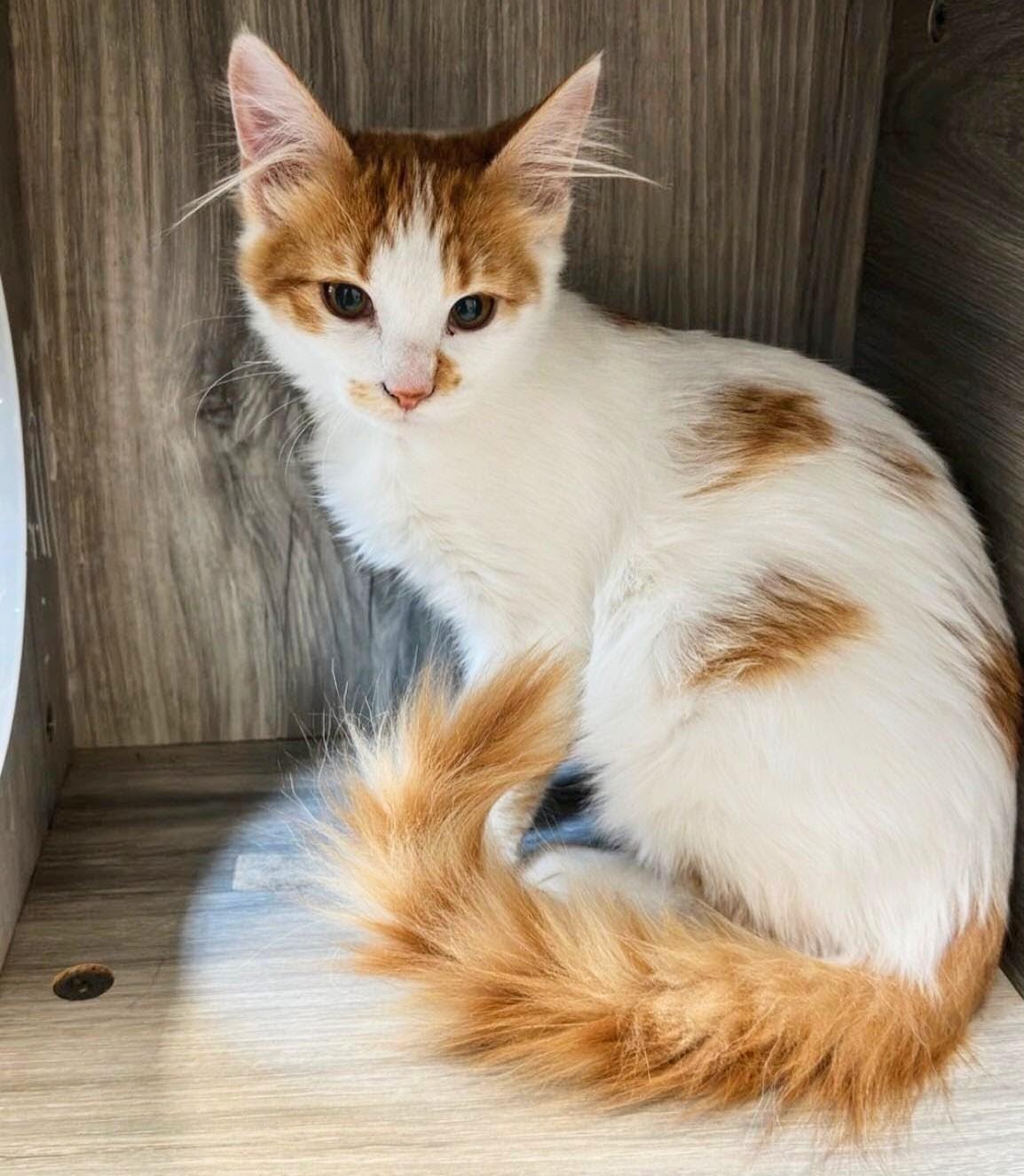 Enlarge Tiffany @ Fat Cat Cafe, an adopted Domestic Long Hair in Tallahassee, FL image 1/1