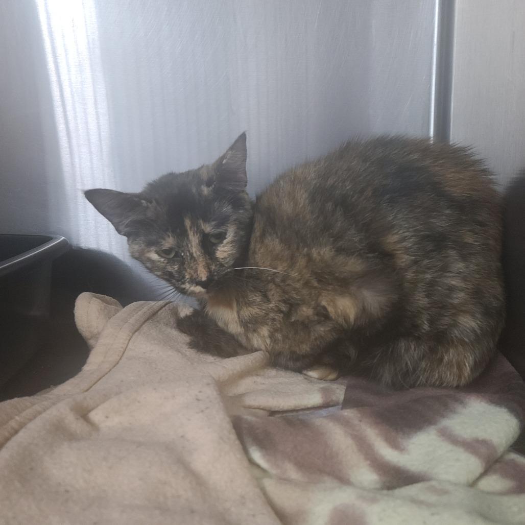 Turtle C19, Adoptable, Young Female Domestic Short Hair.