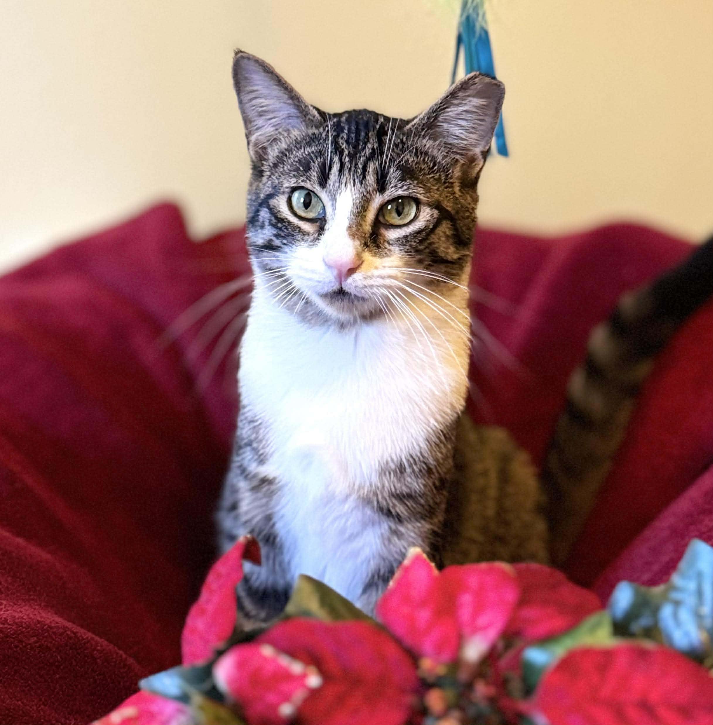 Enlarge Maverick, a Adoptable Domestic Short Hair in Warsaw, MO image 4/6