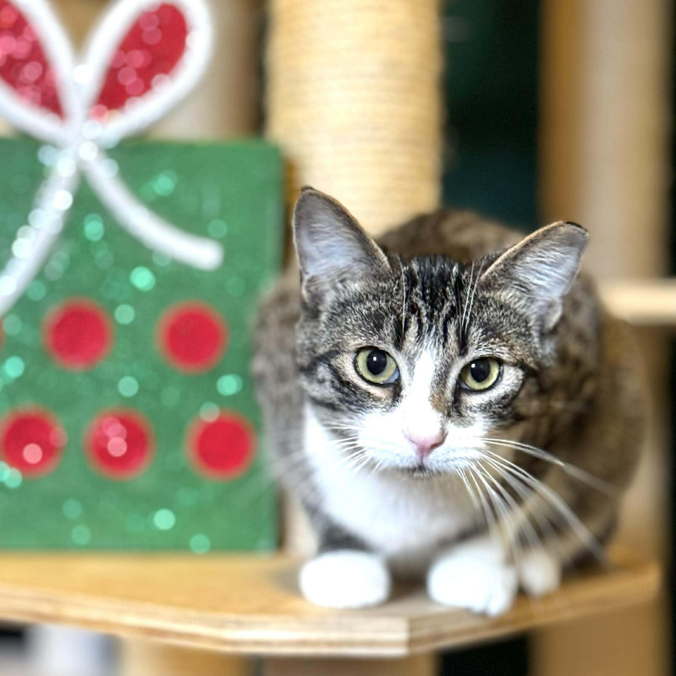 Enlarge Maverick, a Adoptable Domestic Short Hair in Warsaw, MO image 1/6