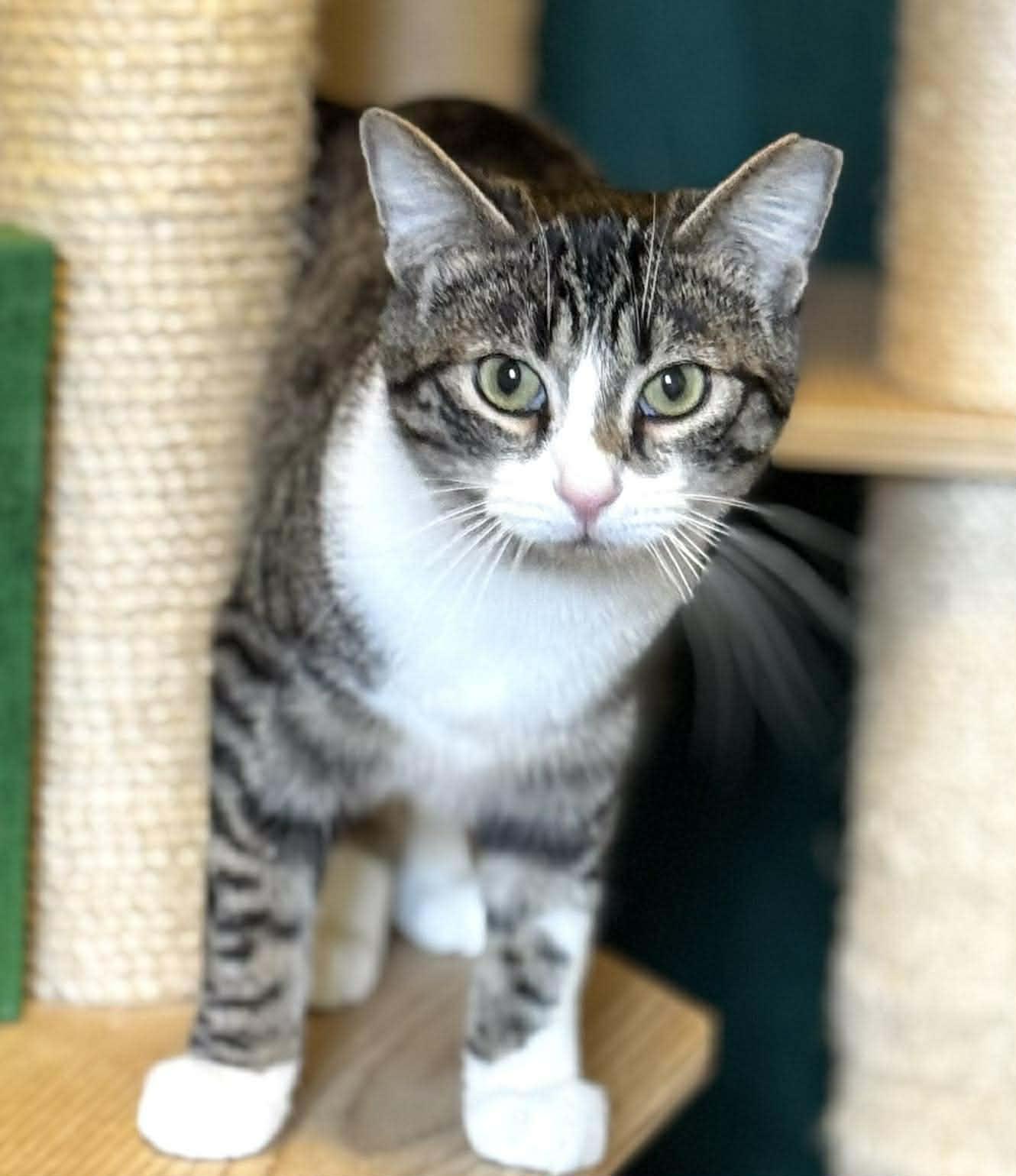 Enlarge Maverick, a Adoptable Domestic Short Hair in Warsaw, MO image 5/6