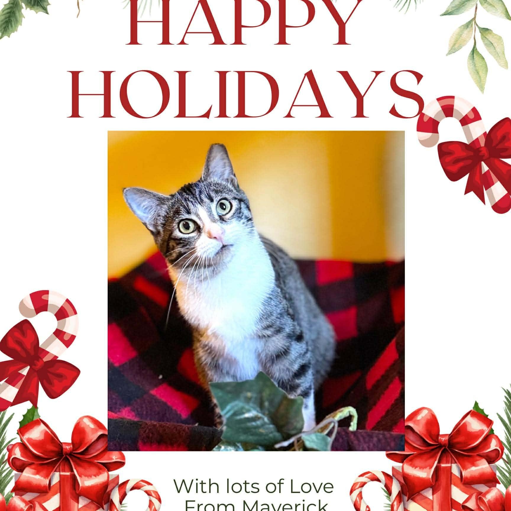 Enlarge Maverick, a Adoptable Domestic Short Hair in Warsaw, MO image 6/6