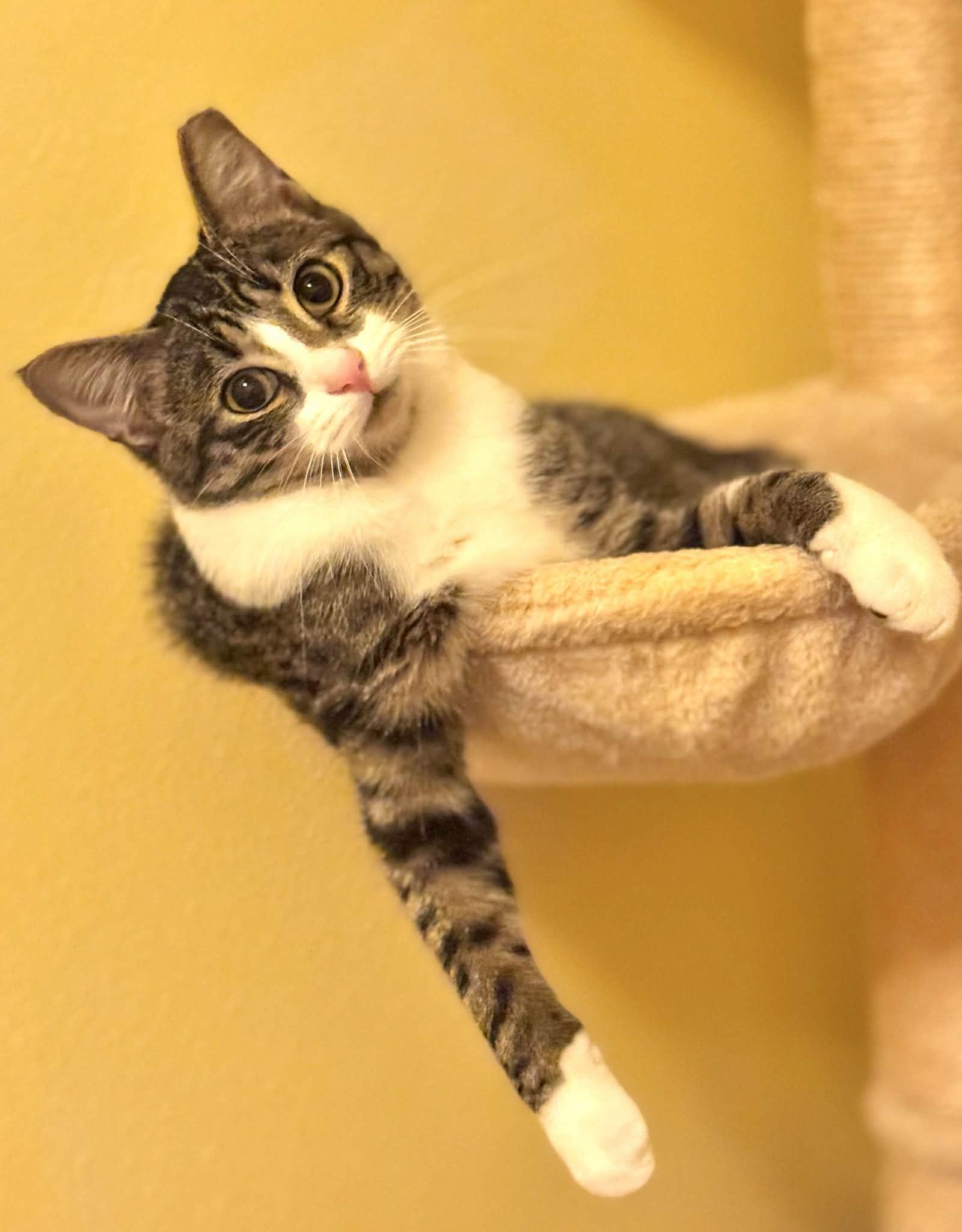 Enlarge Maverick, a Adoptable Domestic Short Hair in Warsaw, MO image 2/6